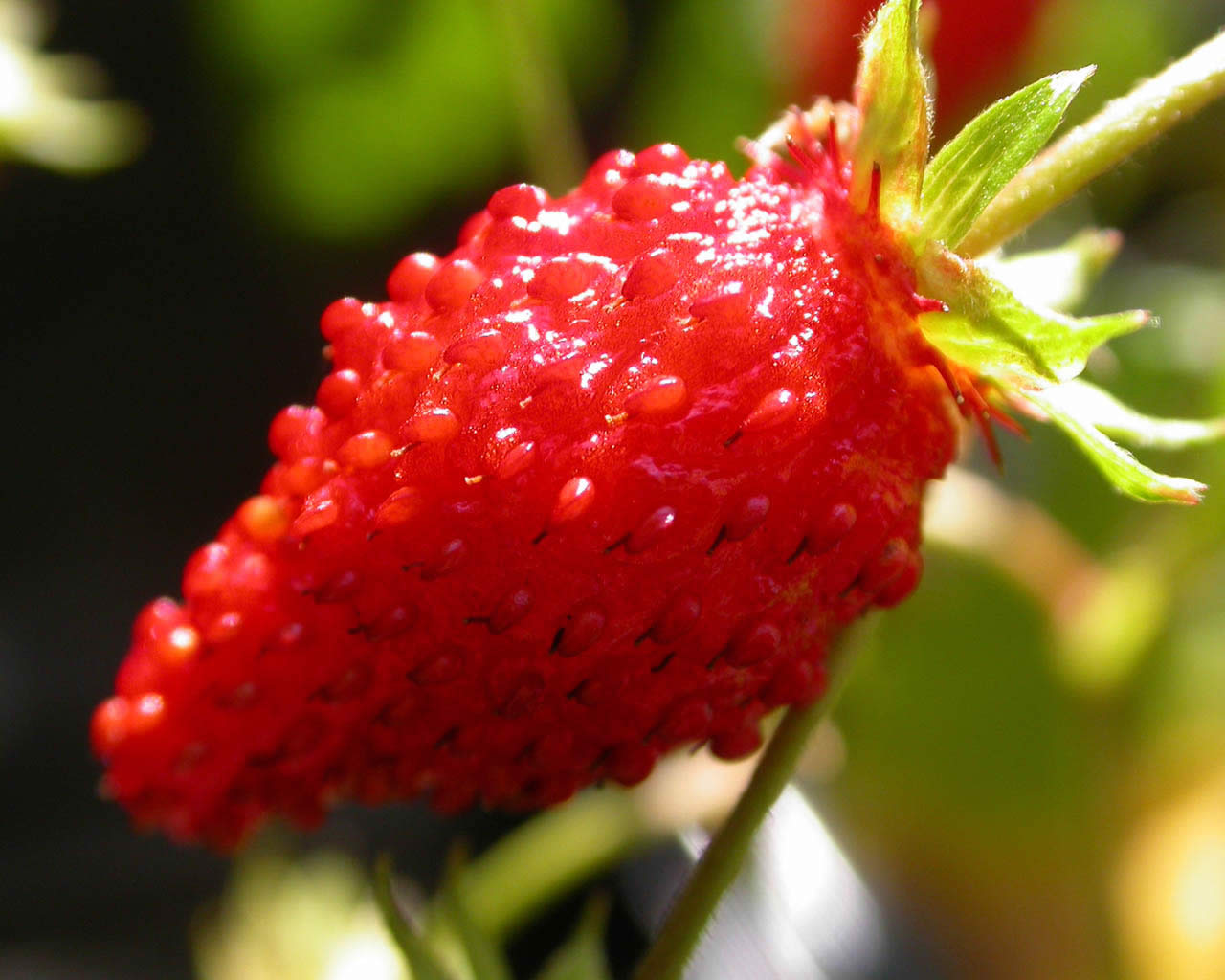 red food fruit strawberries wild strawberry macro berries berry