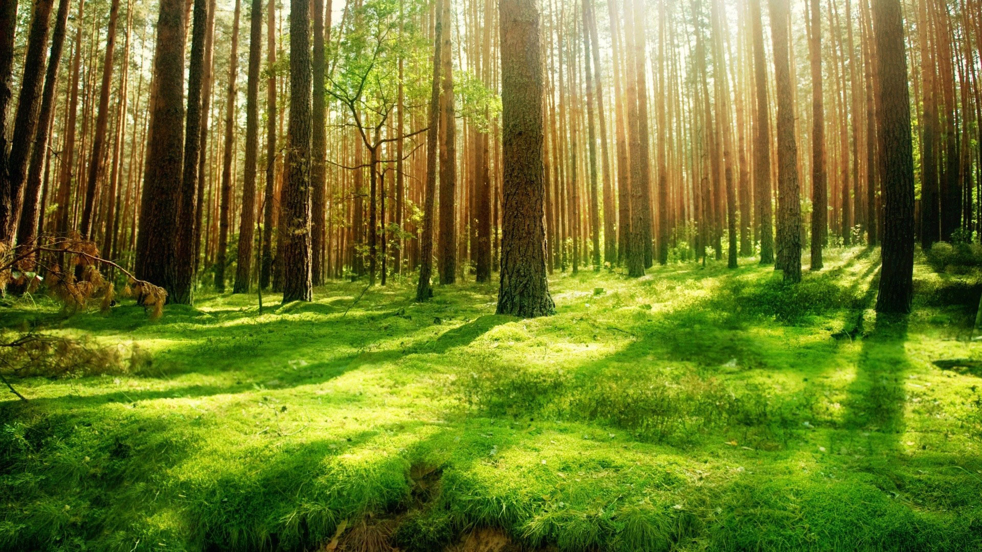 Forest Background 42 HD Images Wallpapers