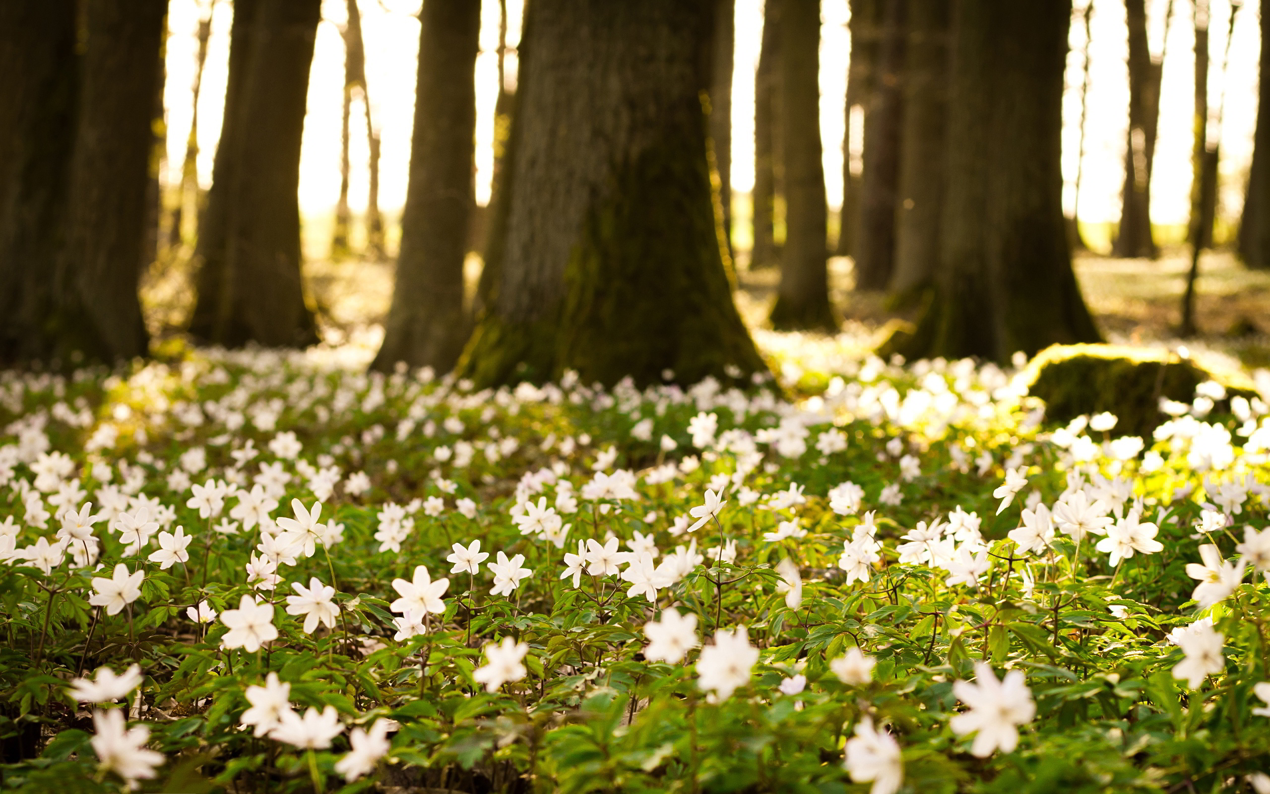 White flowers forest