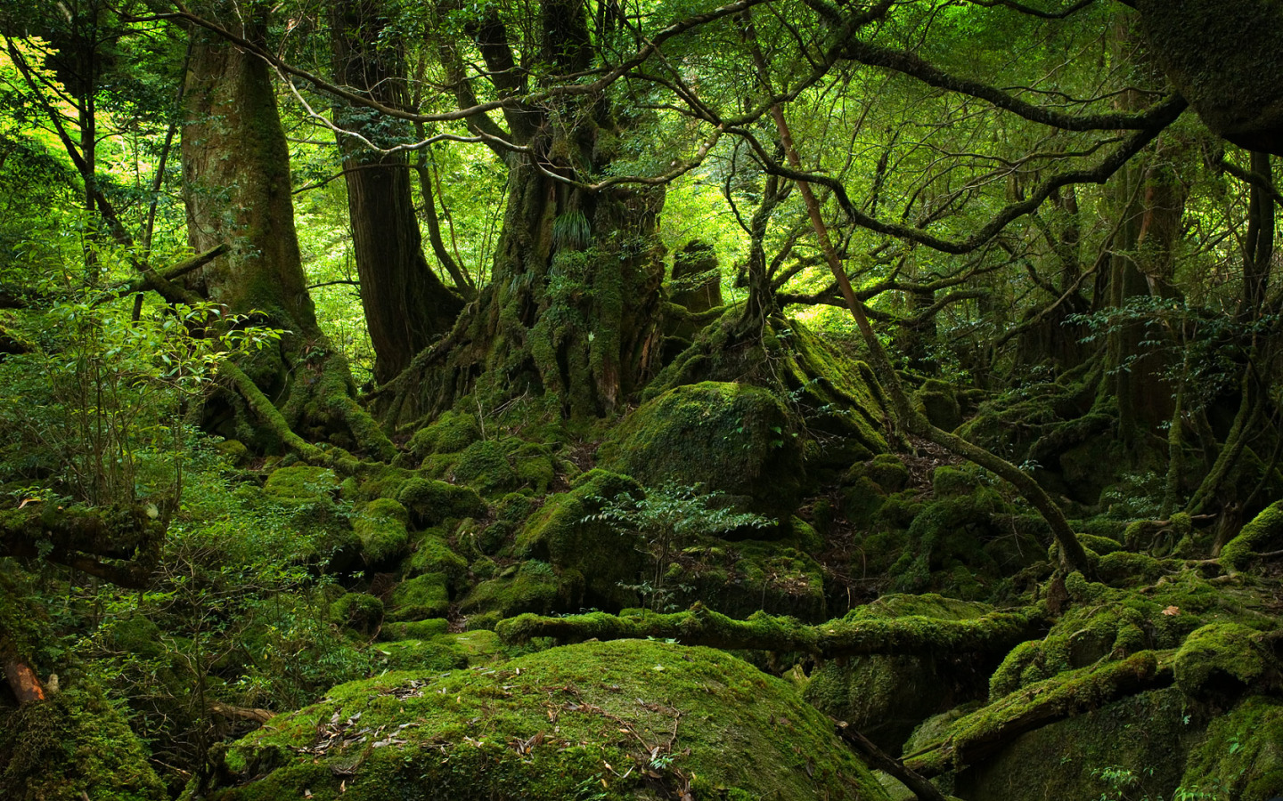 Forest Moss Wallpapers