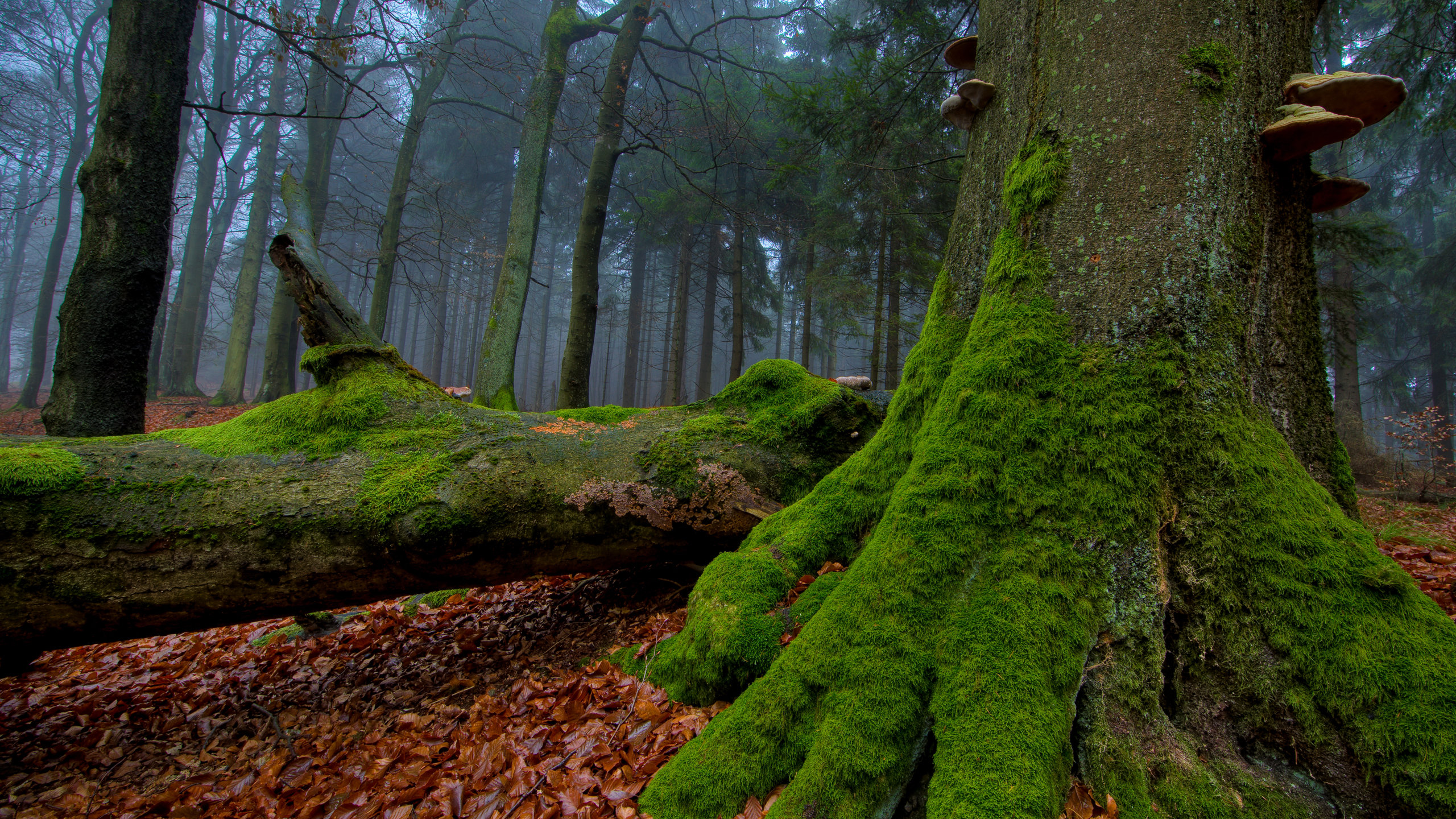 Forest Moss Wallpapers