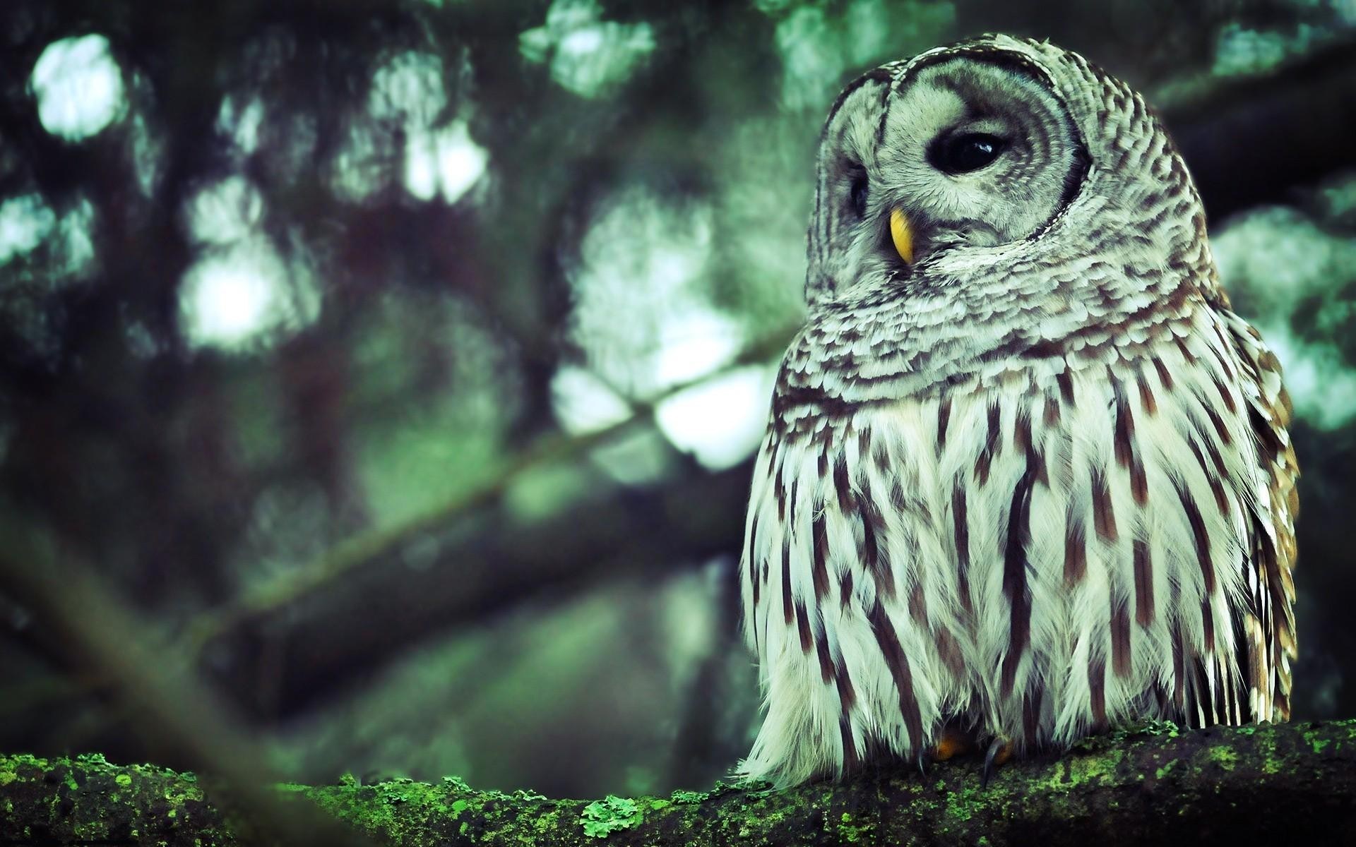 Forest Nature Branch Owl Bird Awesome Photo