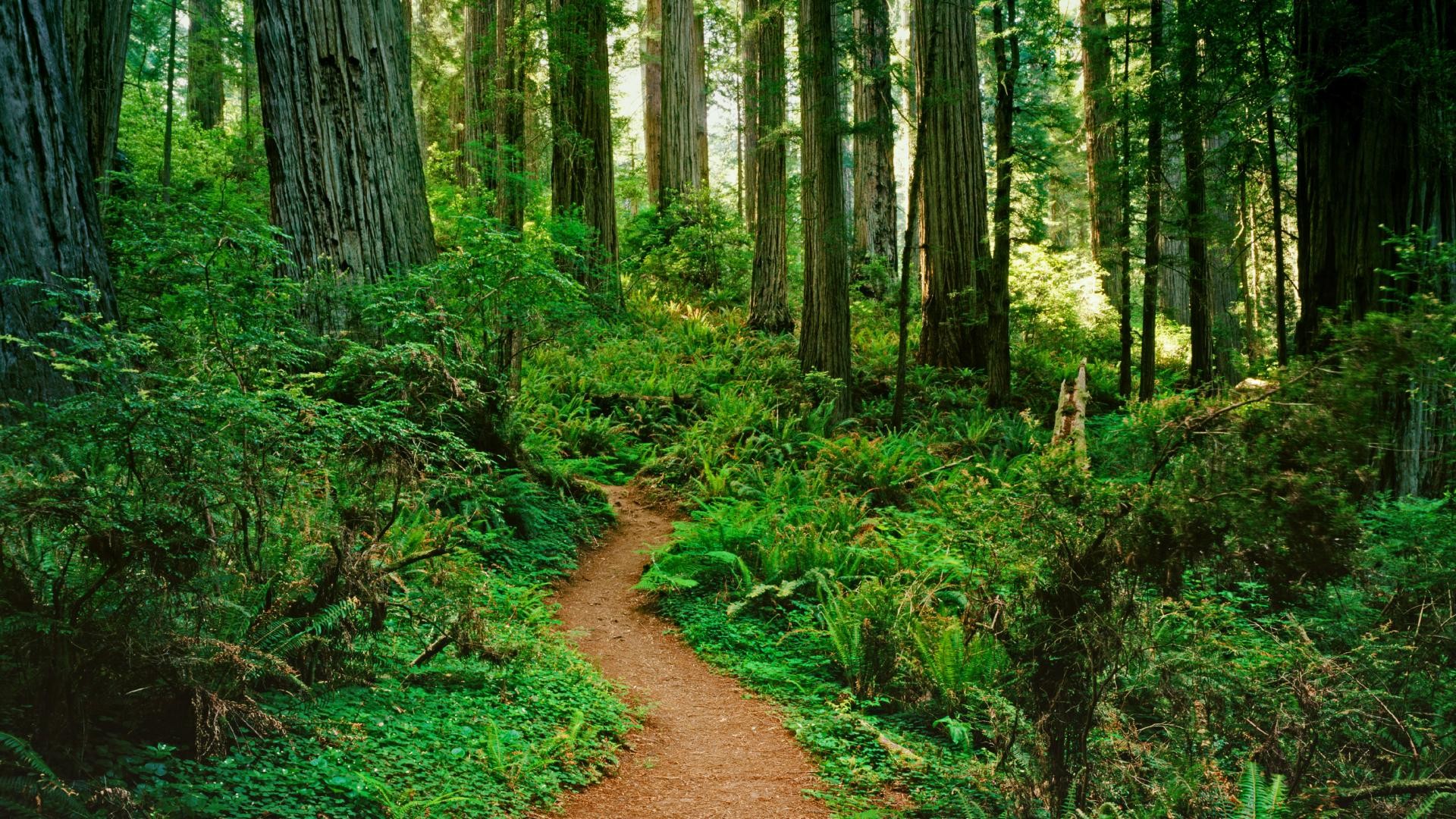 Forest Path HD Wallpapers