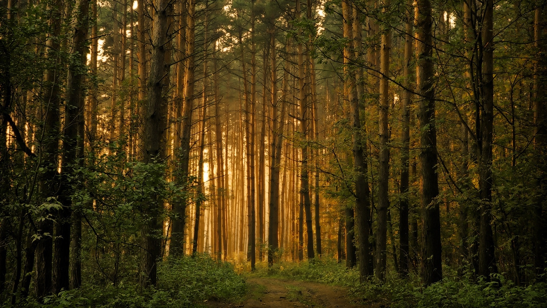 Replanting A “Forest of Interbeing”: Spiritual Community As Food