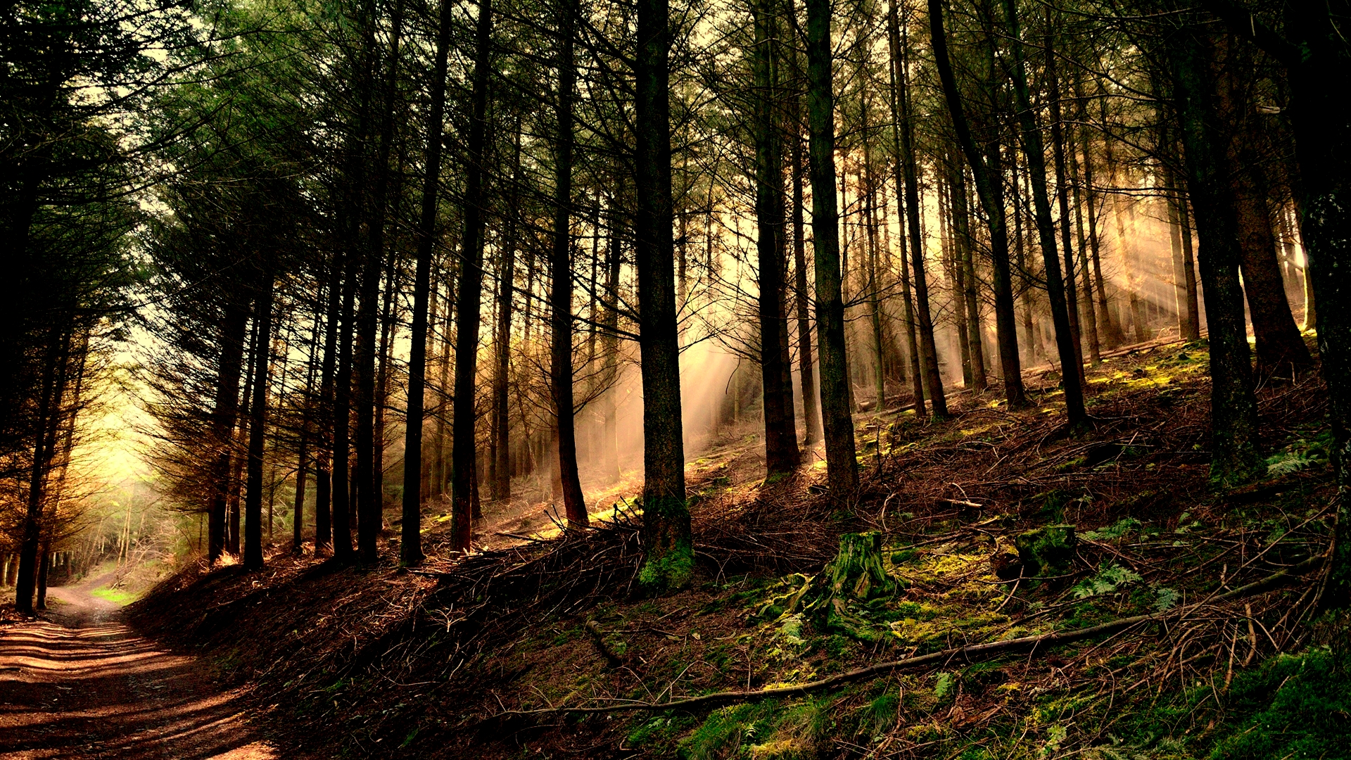 Forest Sun Wallpapers