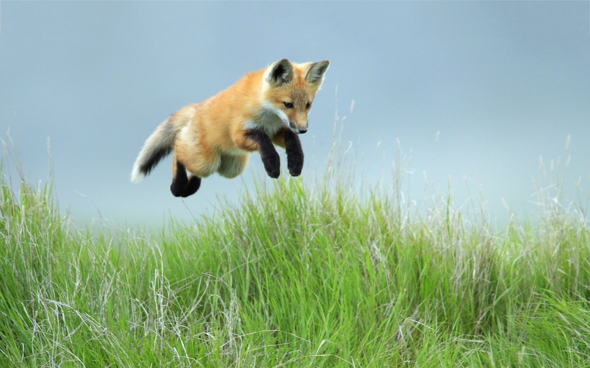Fox jump