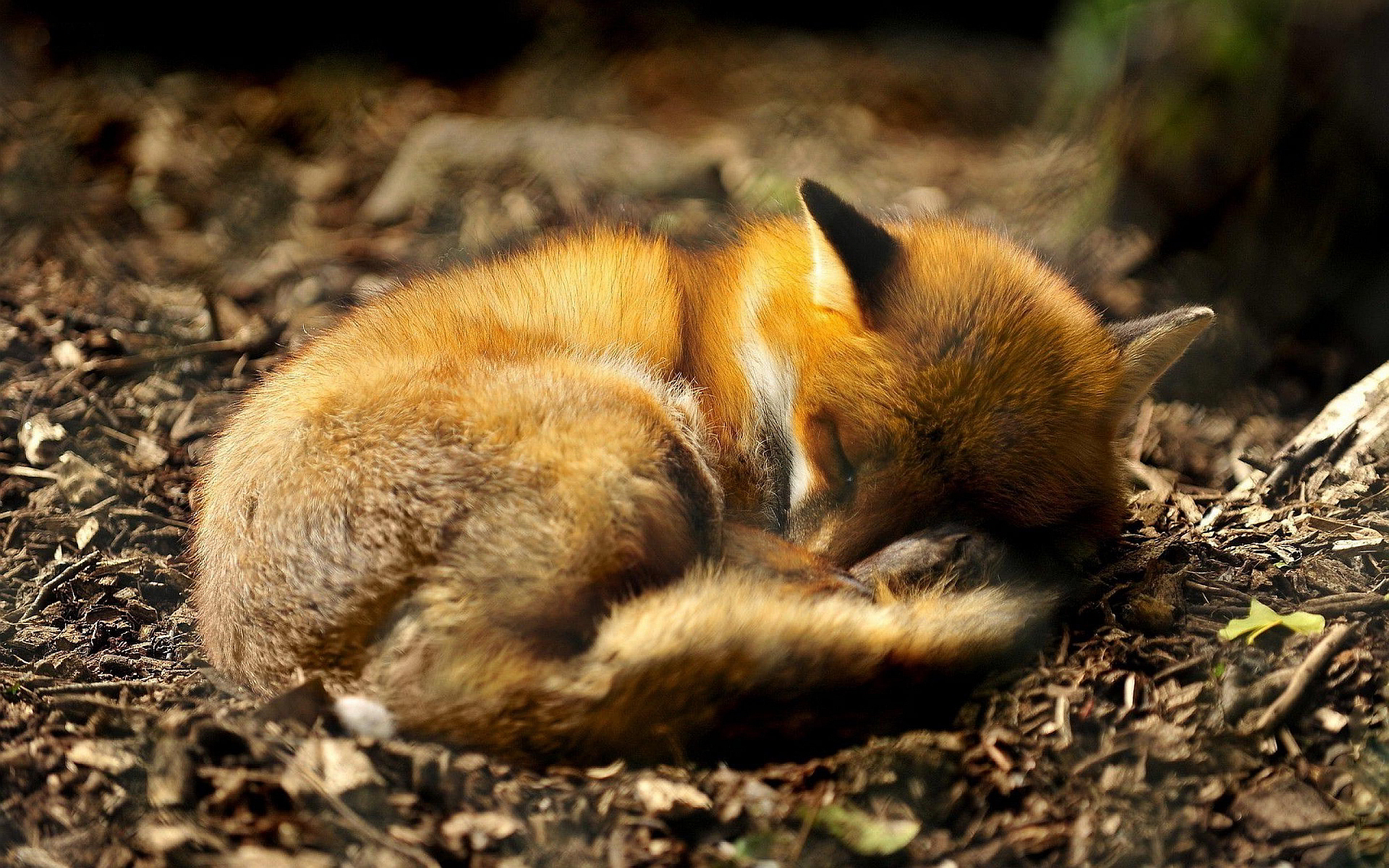 Fox puppy sleeping