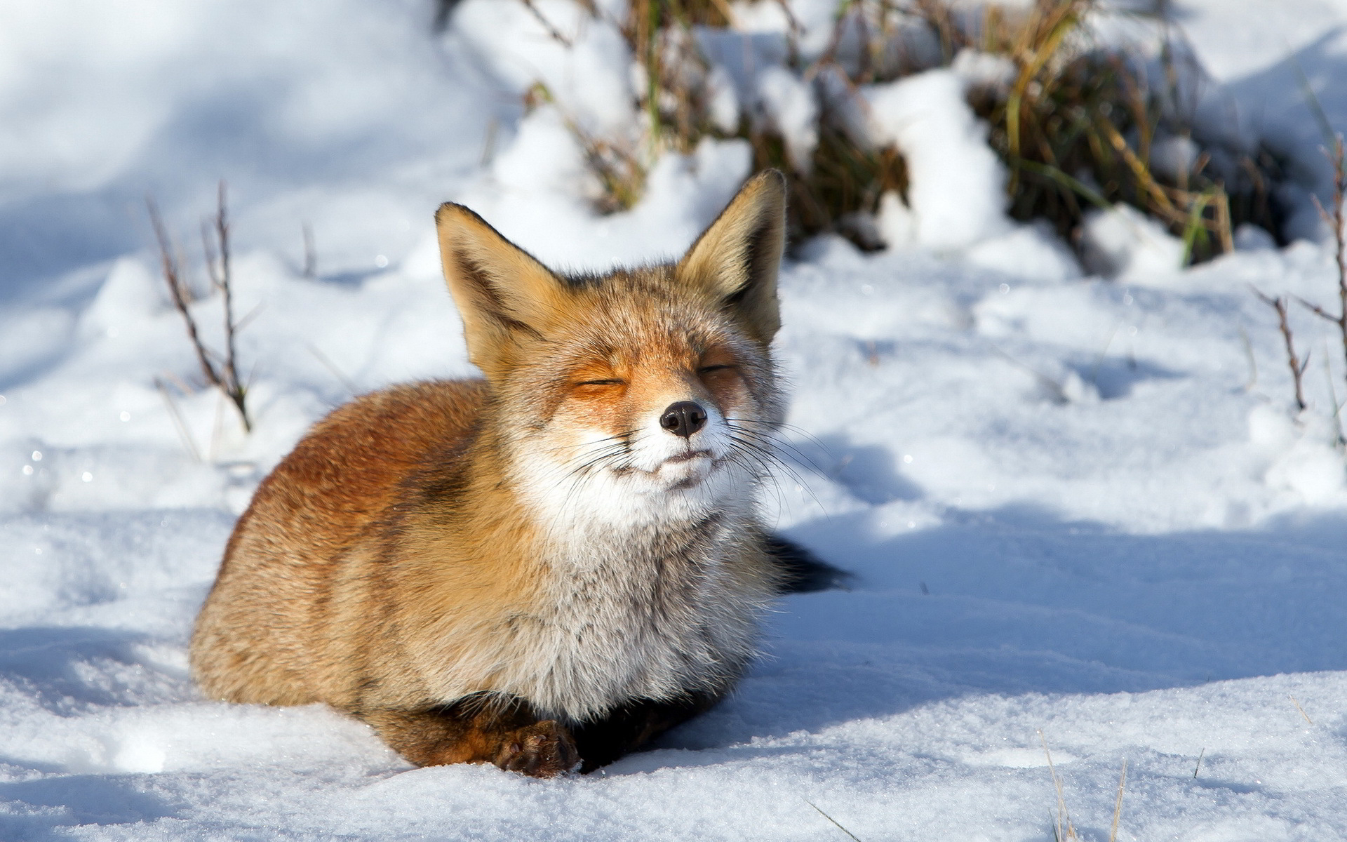 Fox sunbath