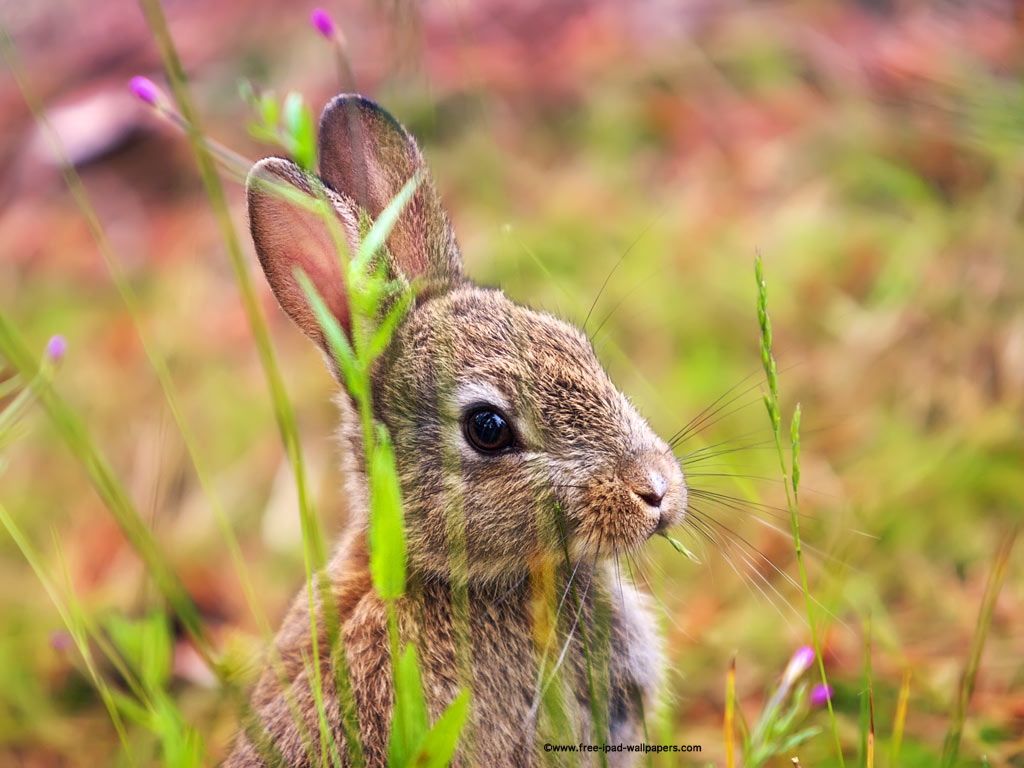 Free ipad animal wallpapers of a cute rabbit eating grass.
