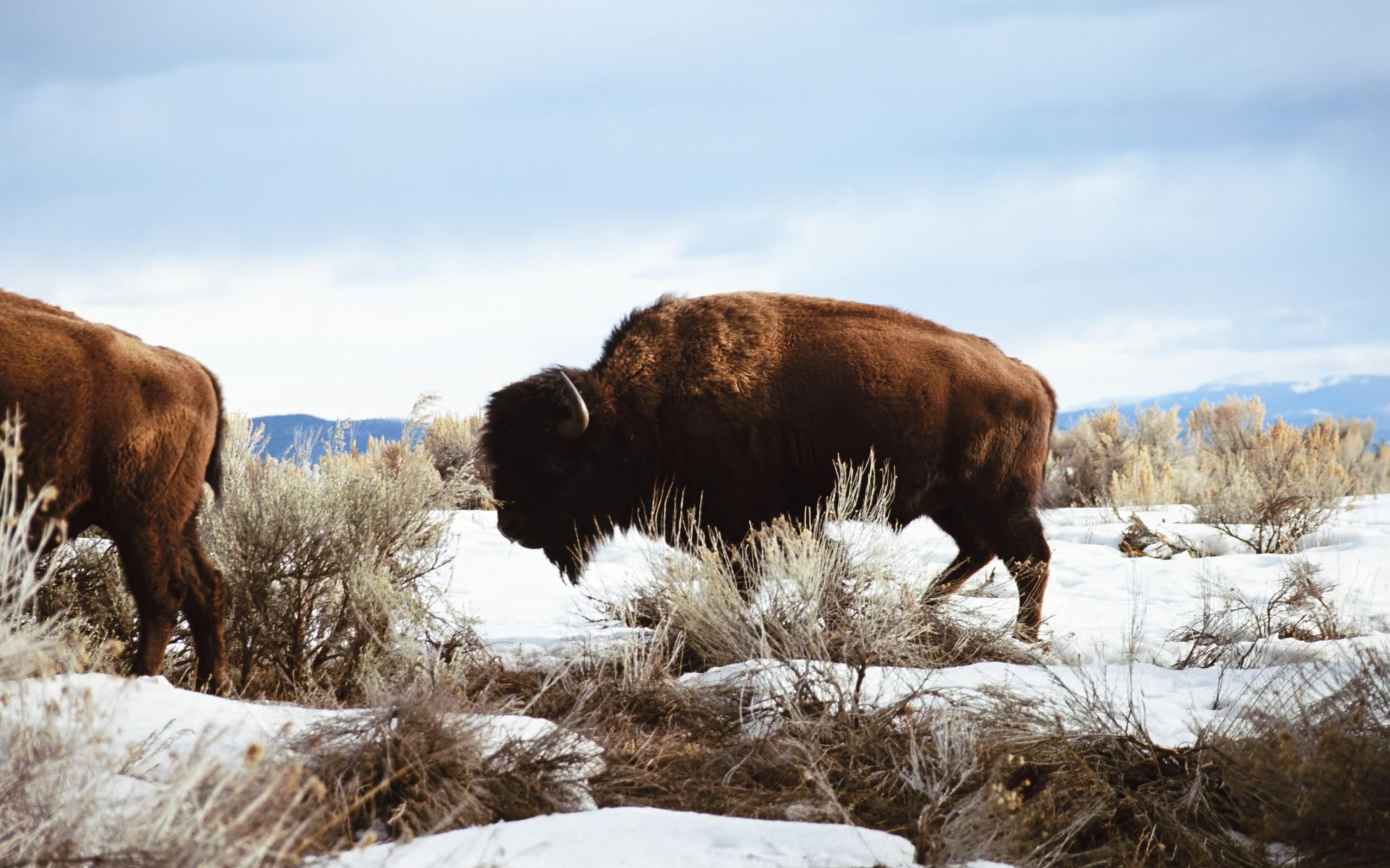 awesome american bison full screen high definition desktop background bison wallpaper image free