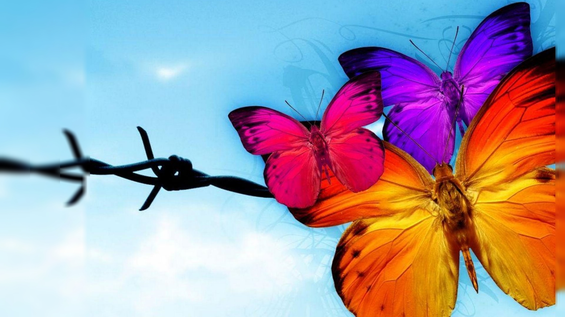 Beautiful Butterfly Insect Hd Wallpapers High Resolution