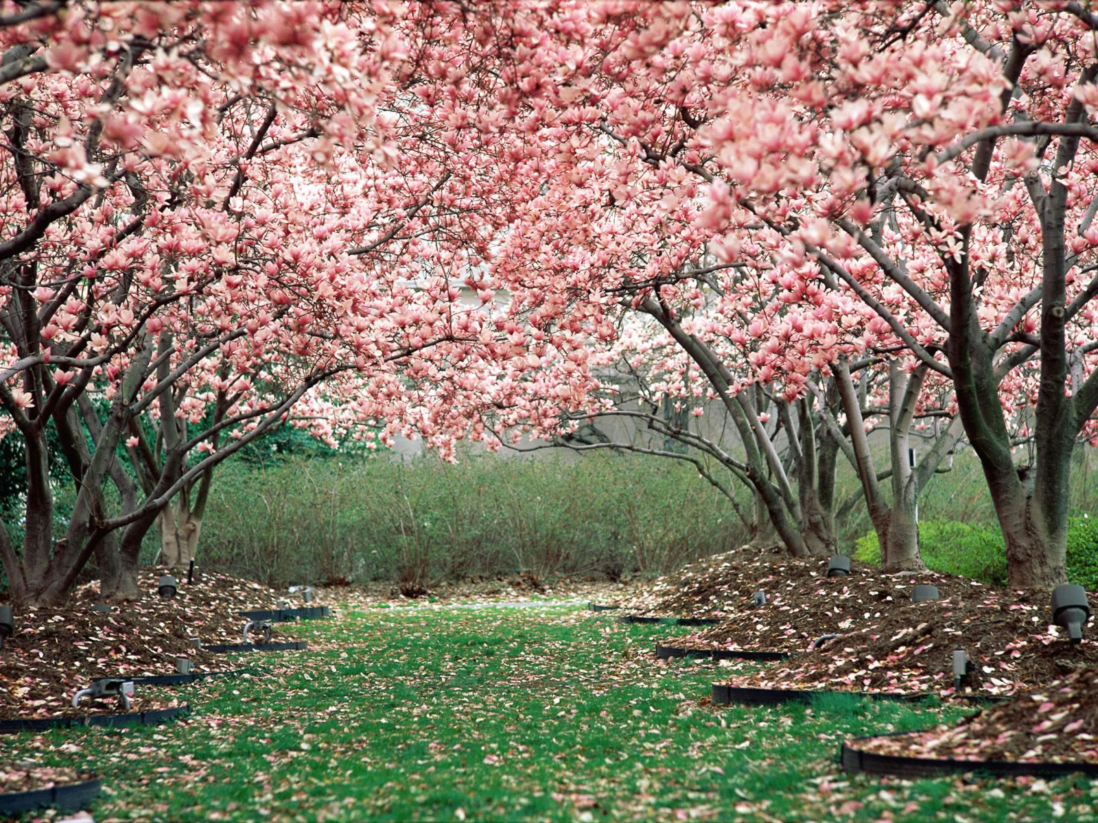 Cherry Blossom (1) ...