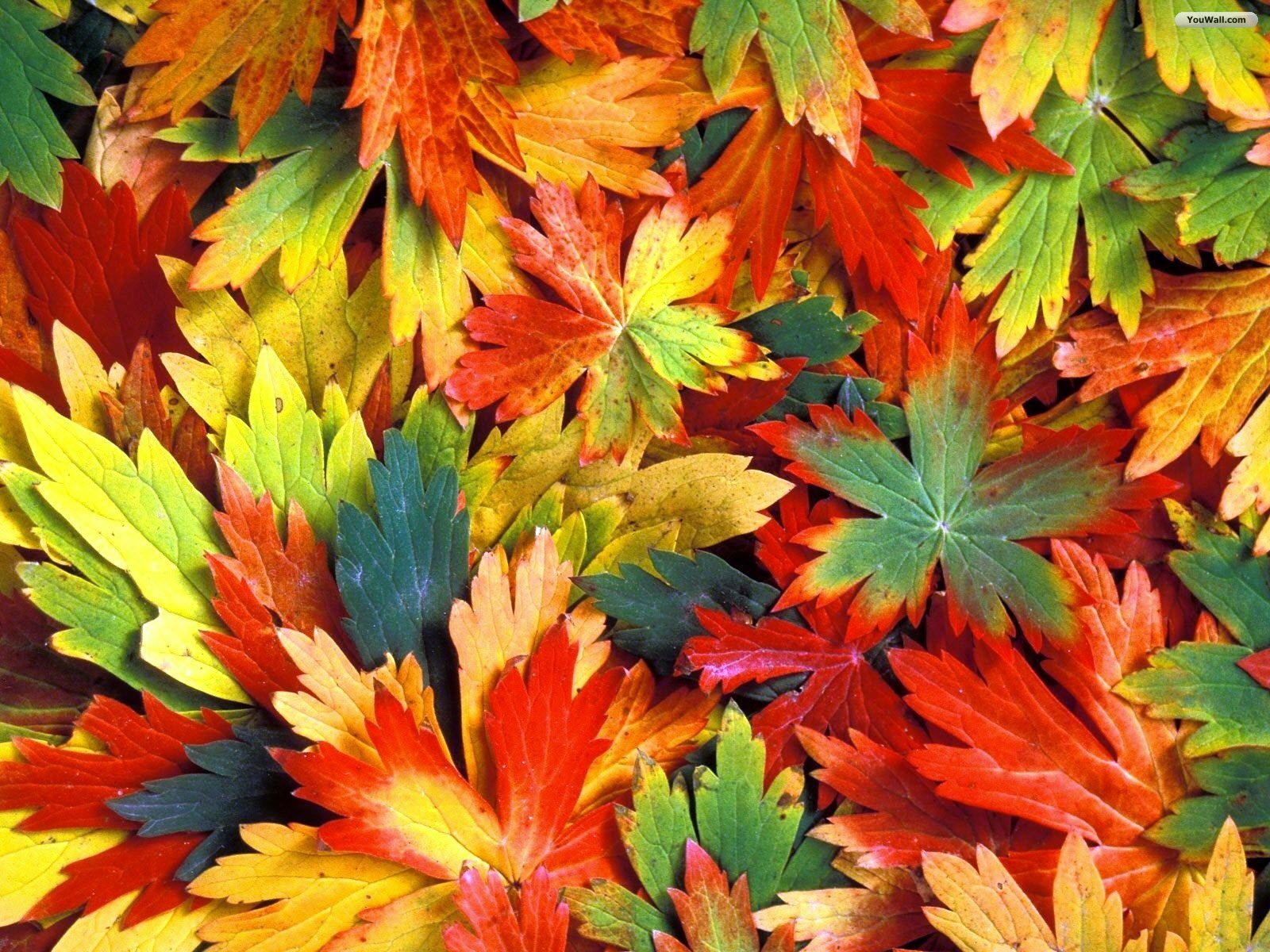 Colorful Autumn Leaves Wallpaper