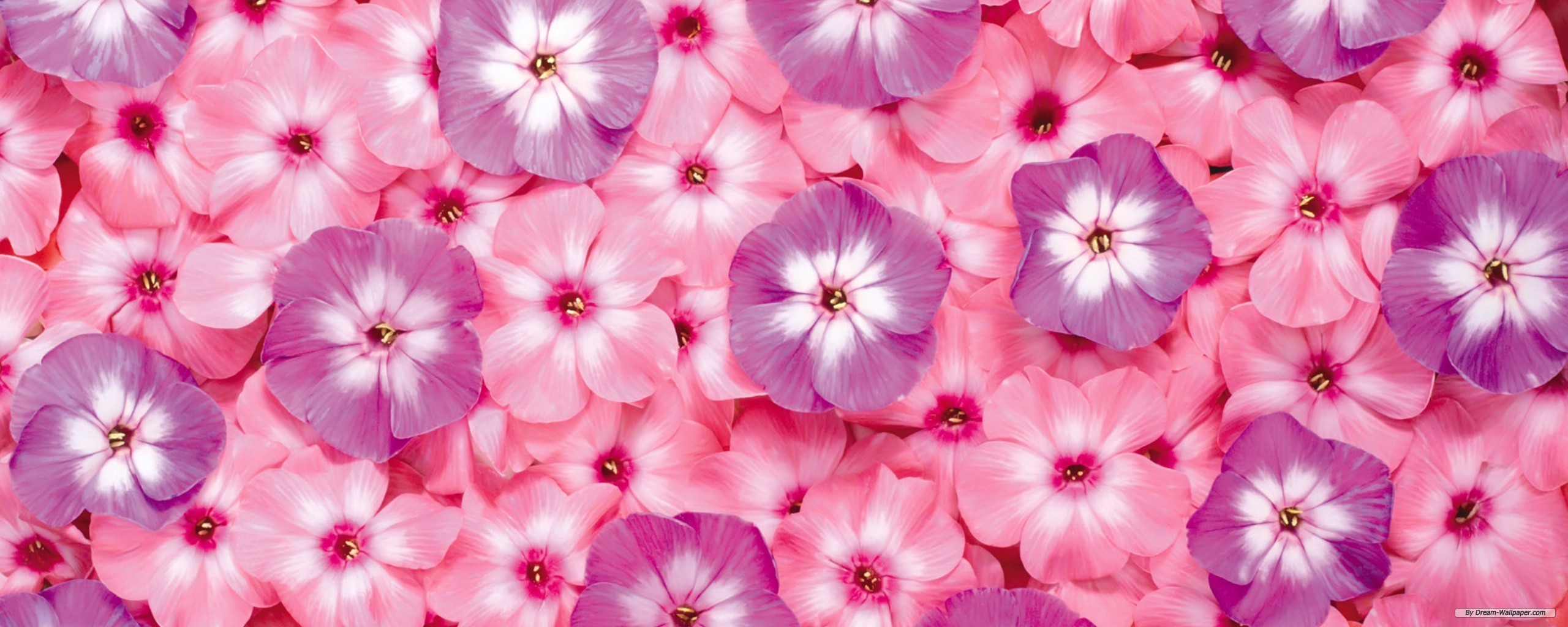 Flowers Pictures Images Free For Desktop 5 HD Wallpapers
