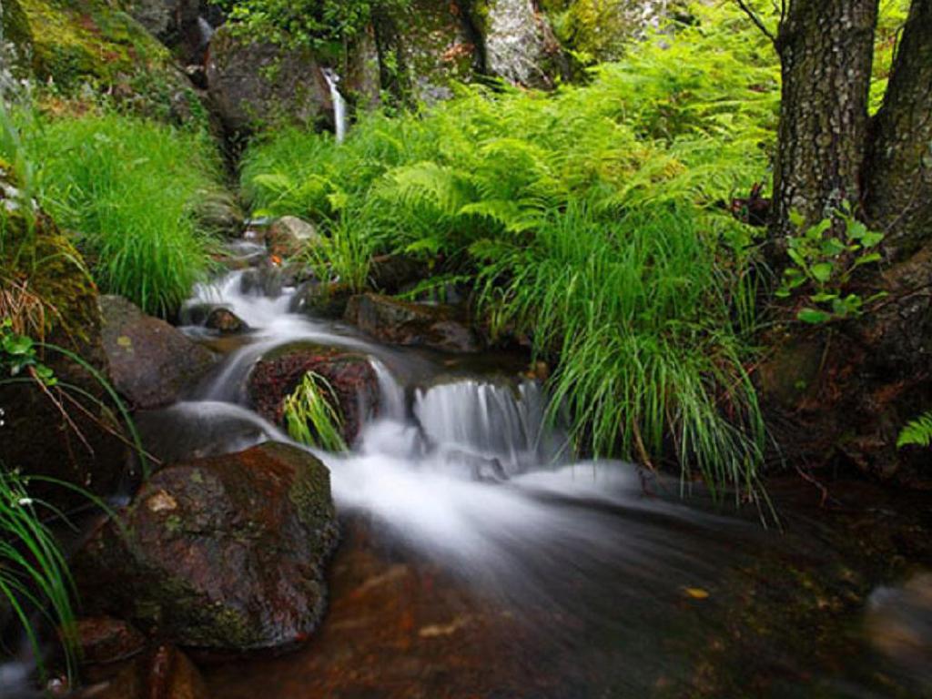 Free Forest Waterfall Wallpaper Download The