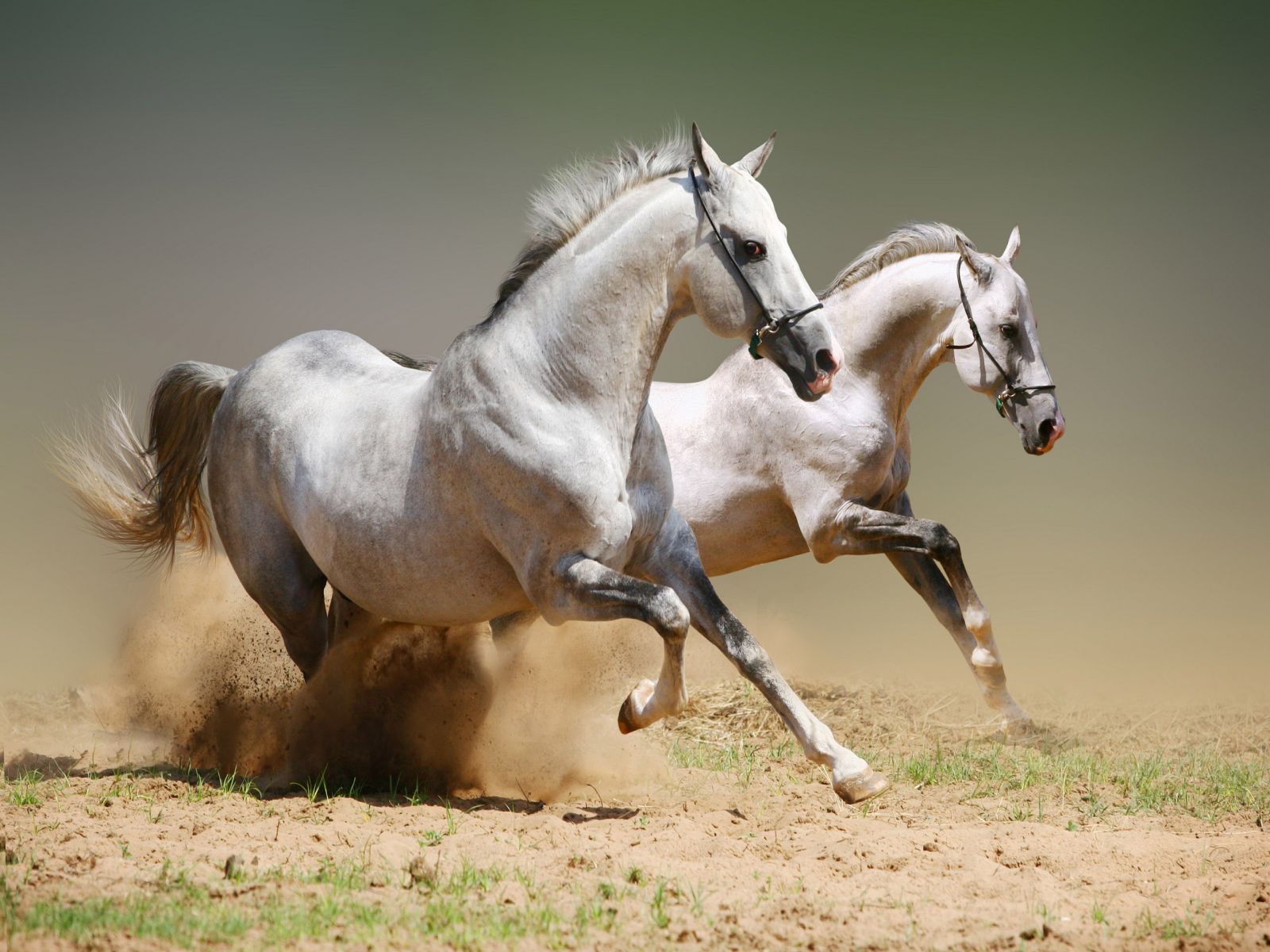 Horse Wallpaper for Computer Free Wide Wallpapers 1600x1200px