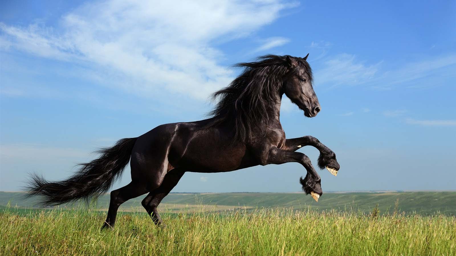 Horse Latest HD Wallpapers Free Download