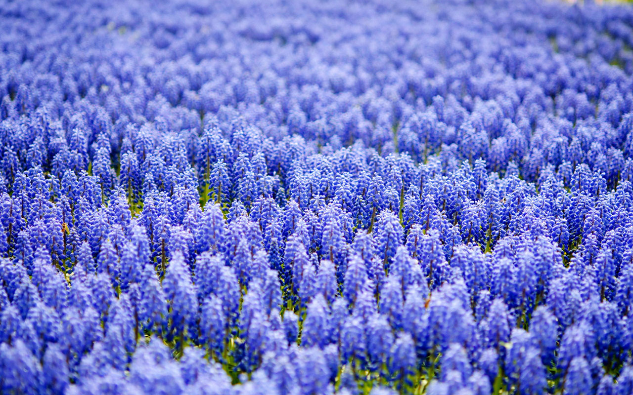 Free Hyacinth Wallpaper