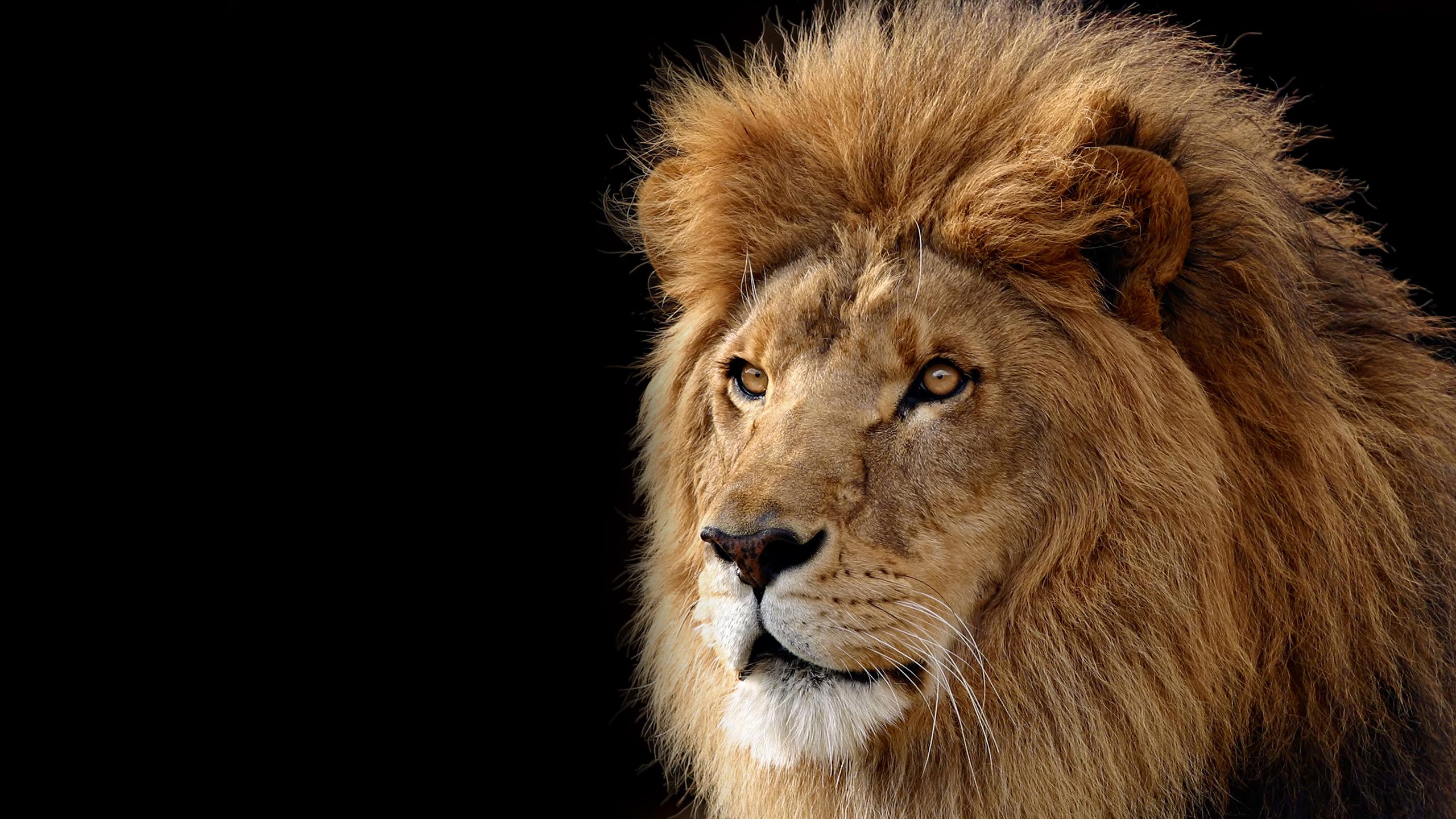 Download Lion Wallpapers 12637