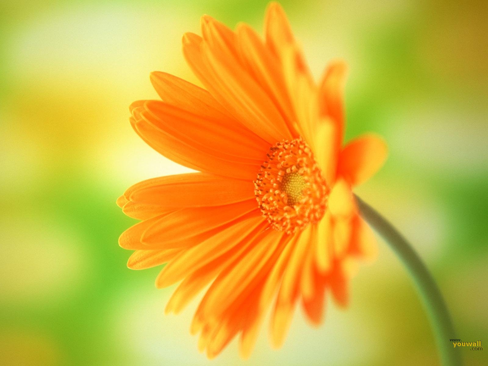 Free Orange Flowers Wallpaper