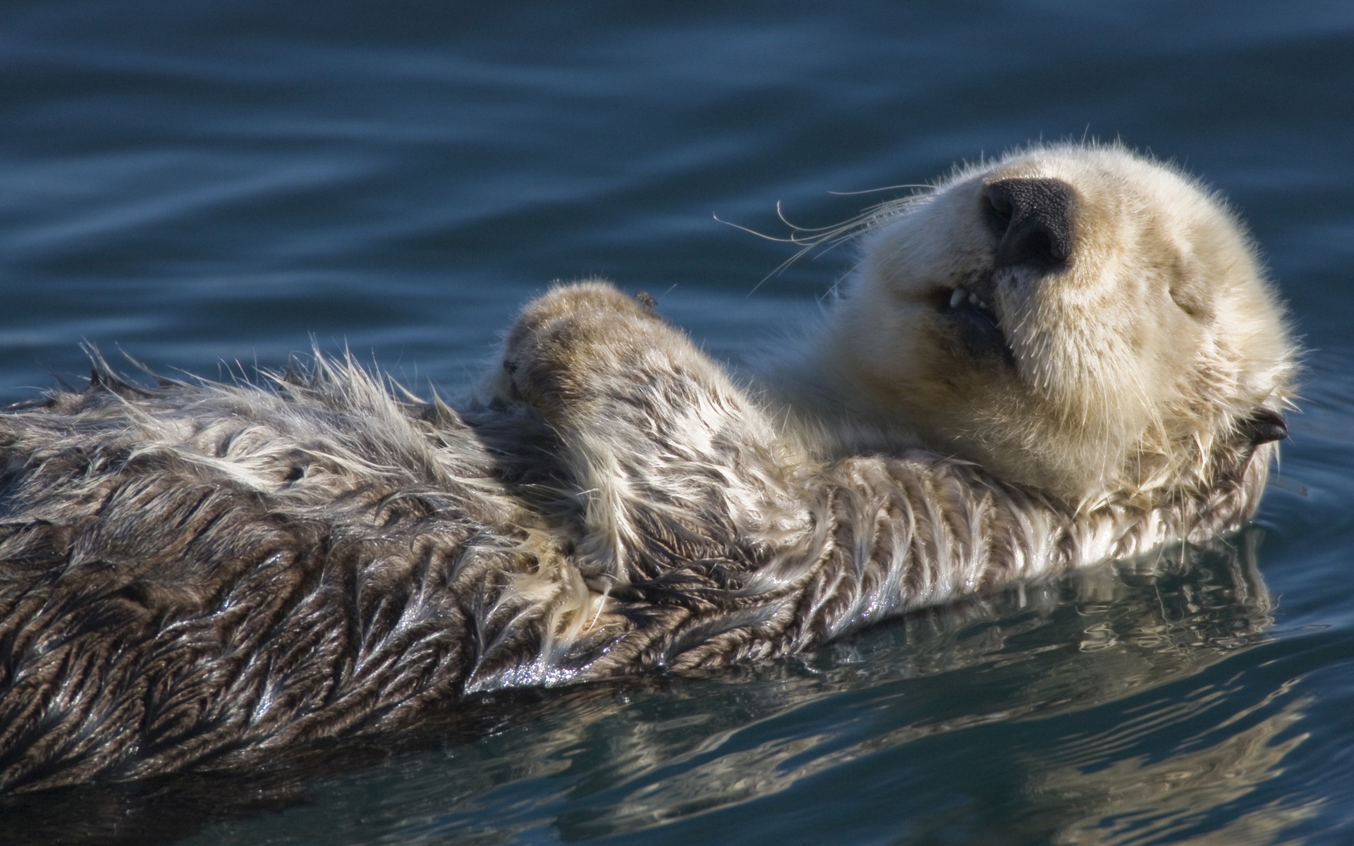 sea otter hd wallpaper