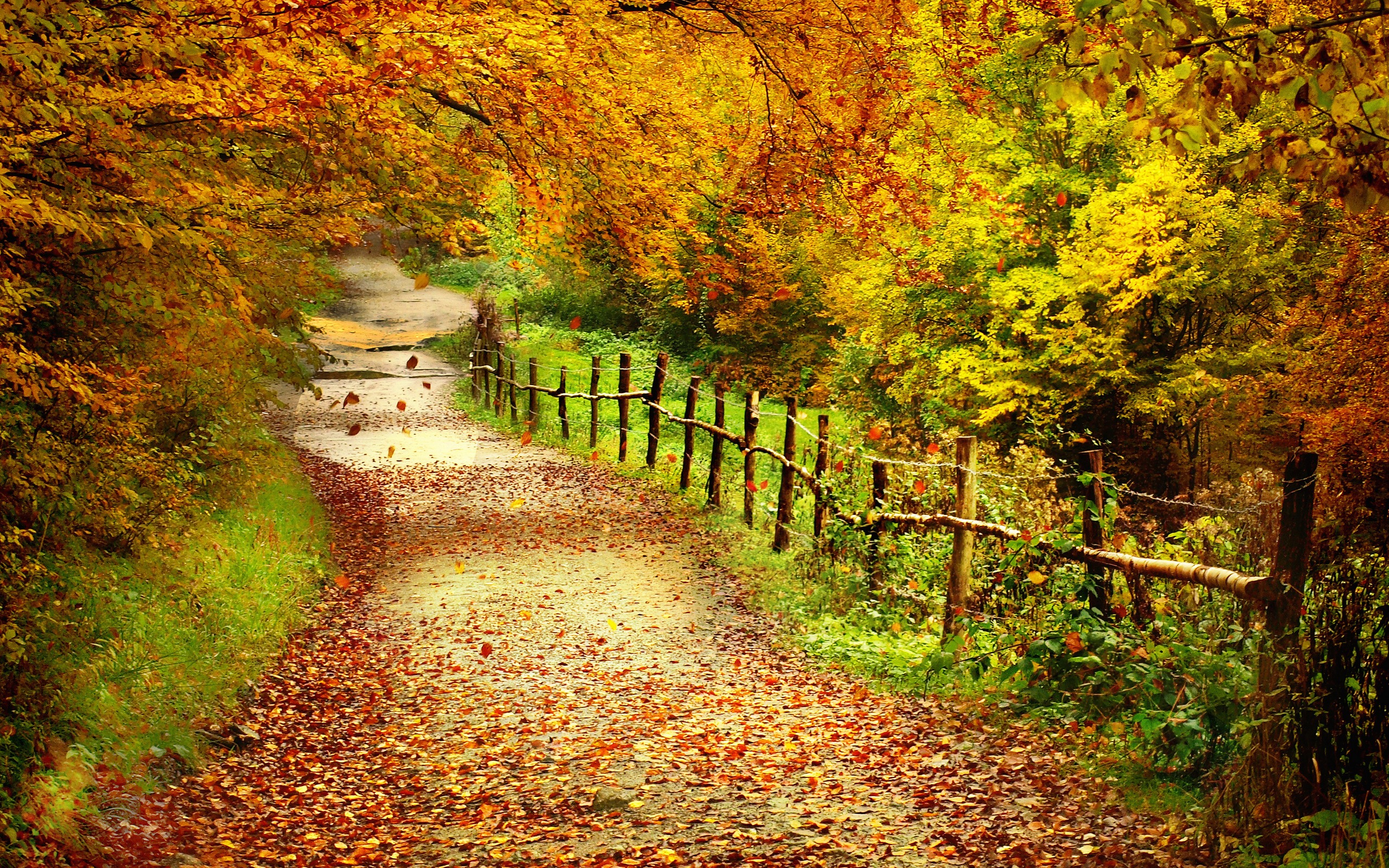 HD Wallpapers Autumn Free Wallpaper - Autumn Path