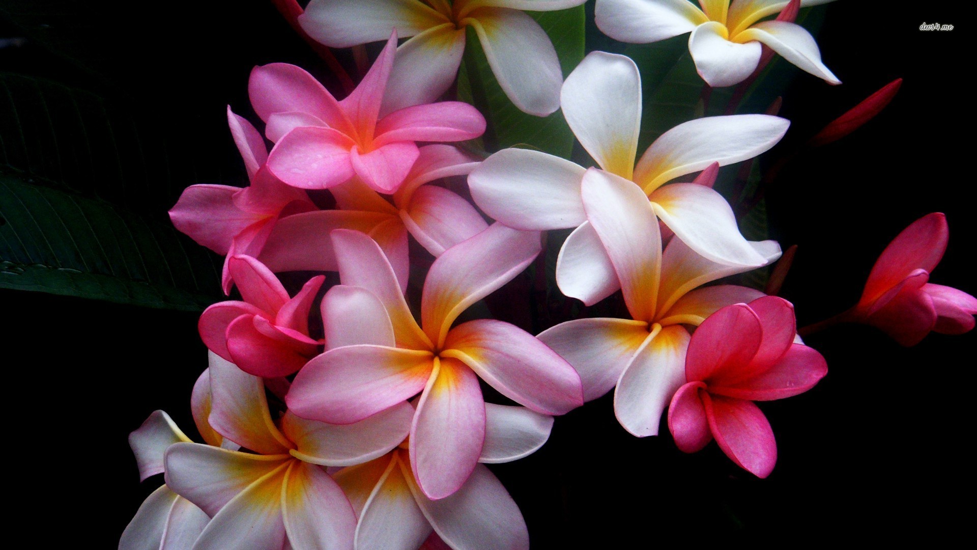 Of and Plumeria Wallpapers