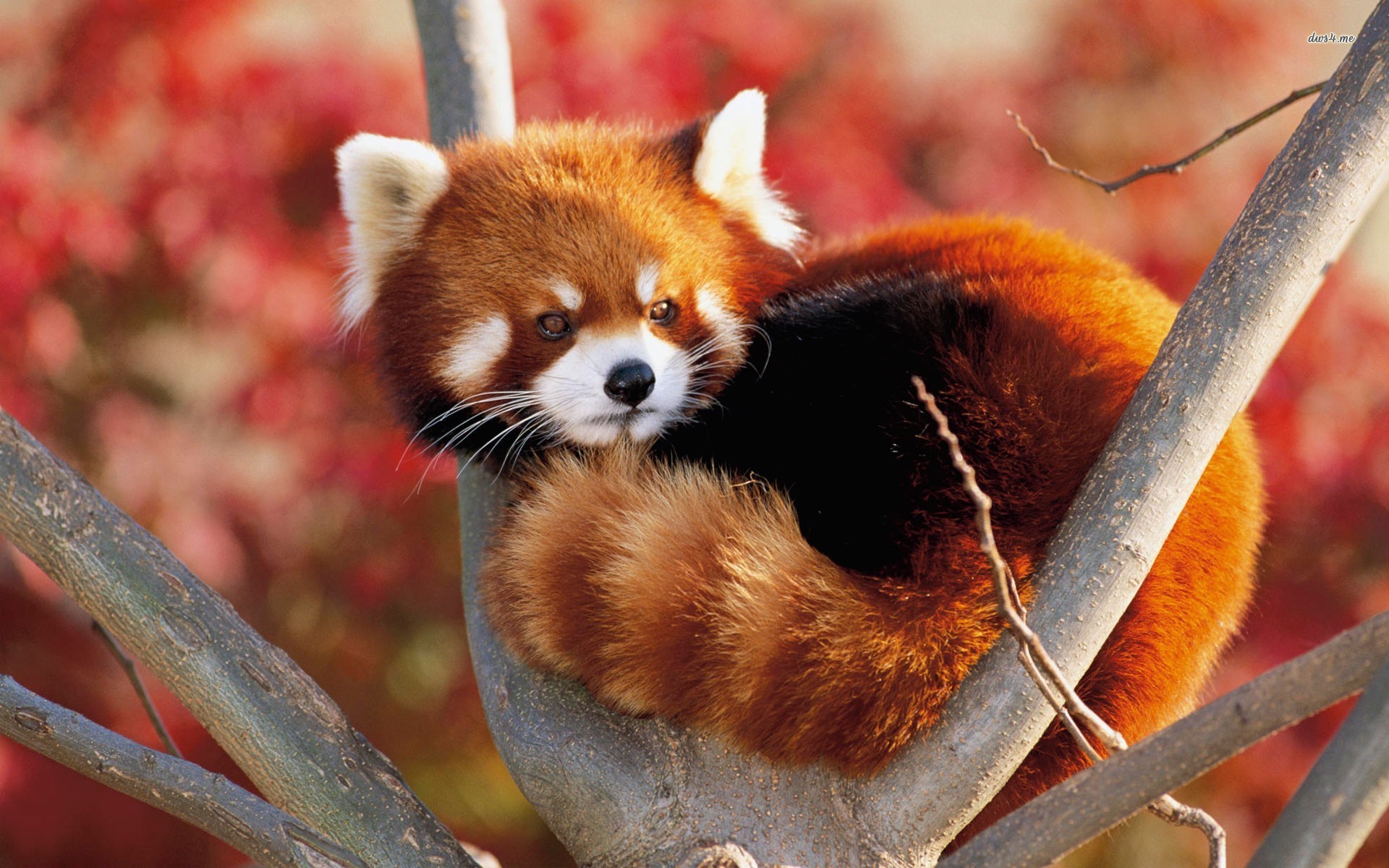 red panda (1)