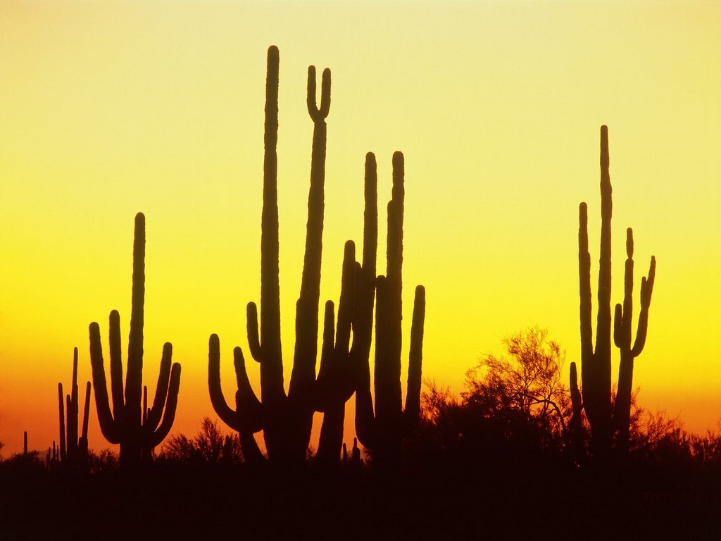 Saguaro Cactus At Sunset Arizona Wallpaper Details and Download Free
