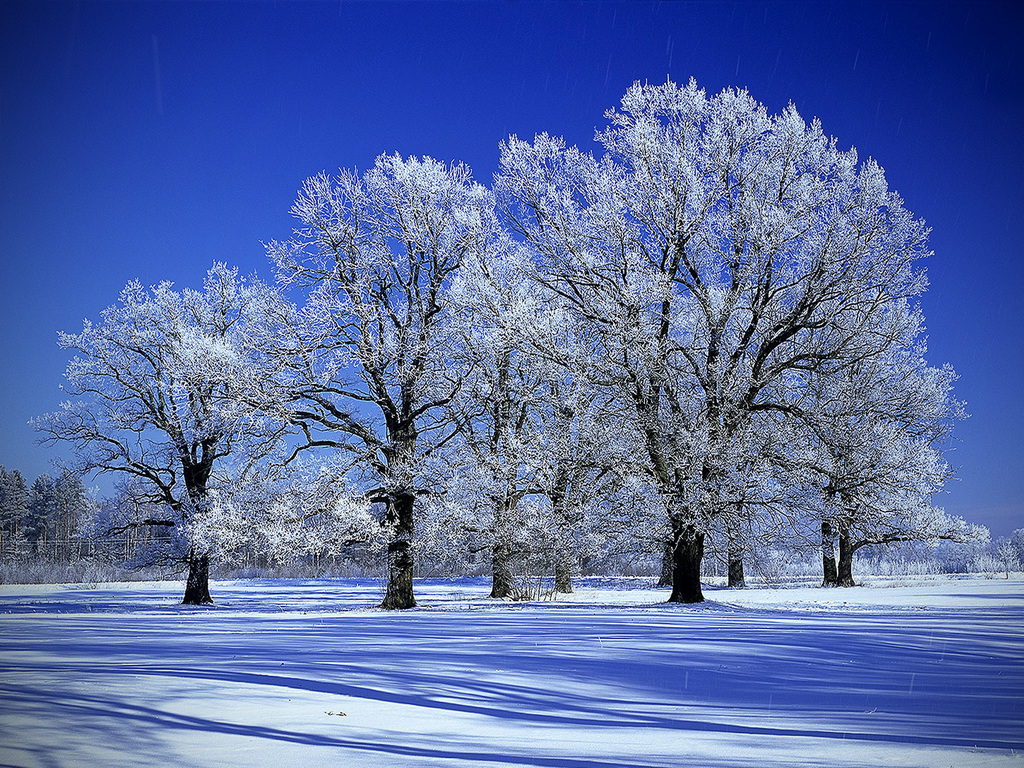 Free Snow Trees Wallpaper