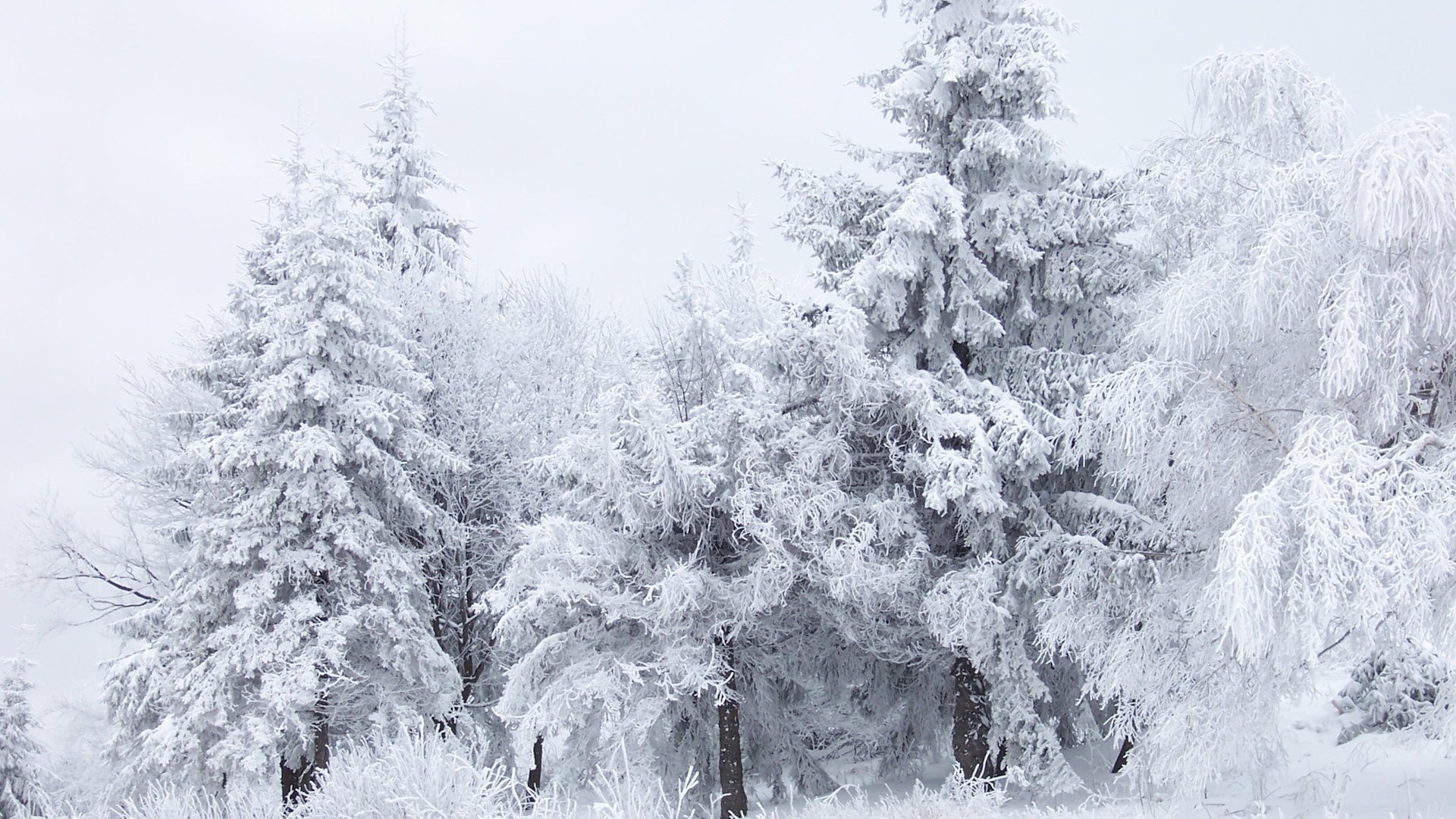 Snowy Trees Wallpaper HD