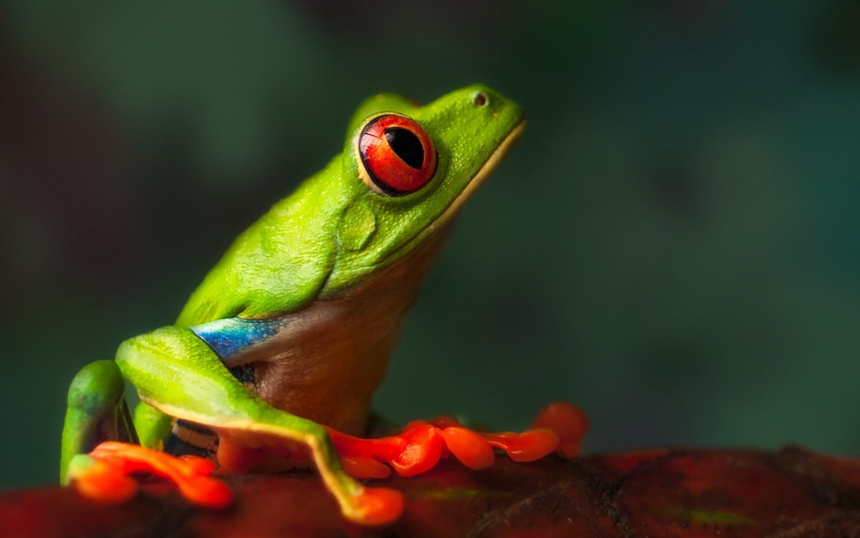 Frog Macro Nature