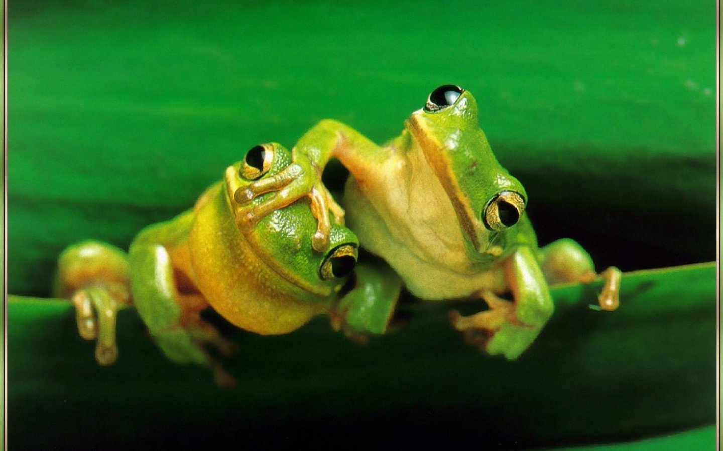 Cute Love Frog Animal Wallpaper 8967 Wallpaper