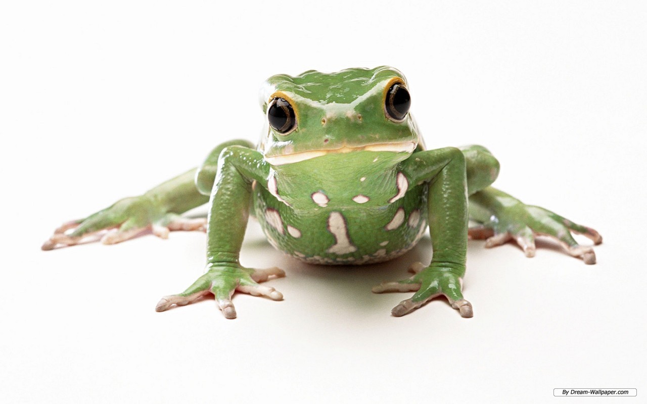 Frogs Frog Wallpaper!