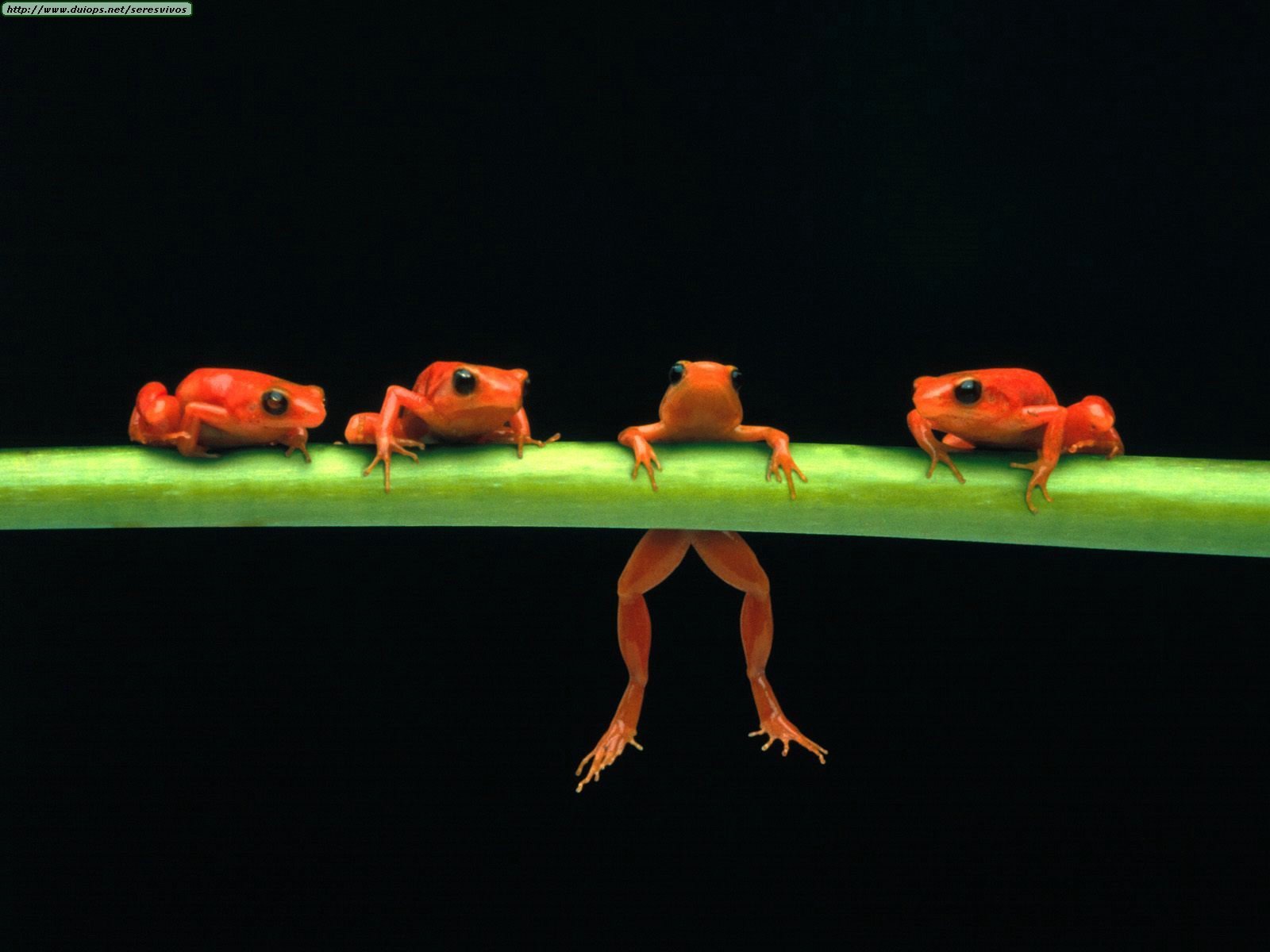 :D - frogs Wallpaper