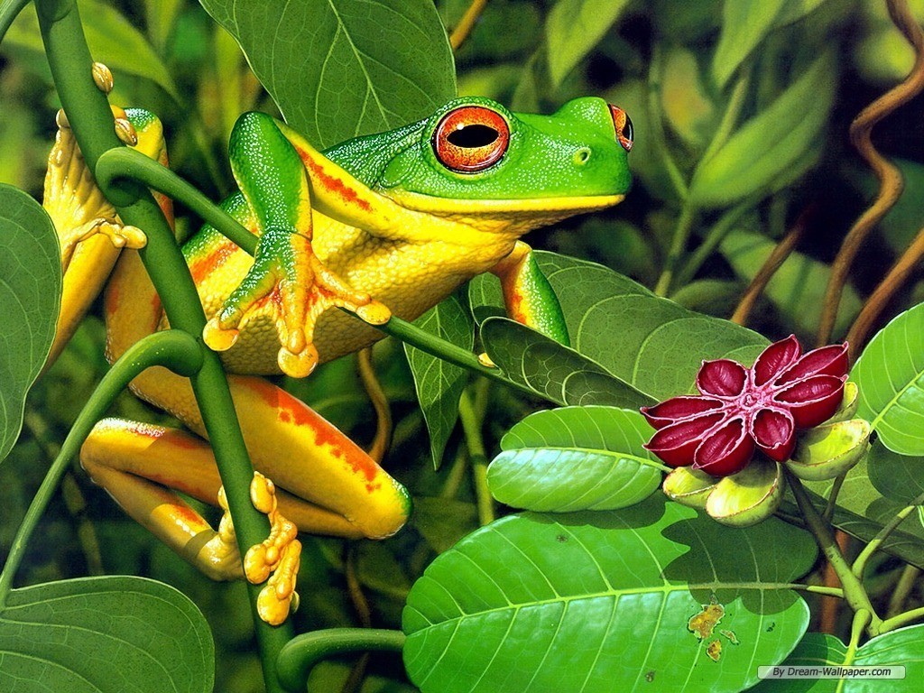 frogs Wallpaper