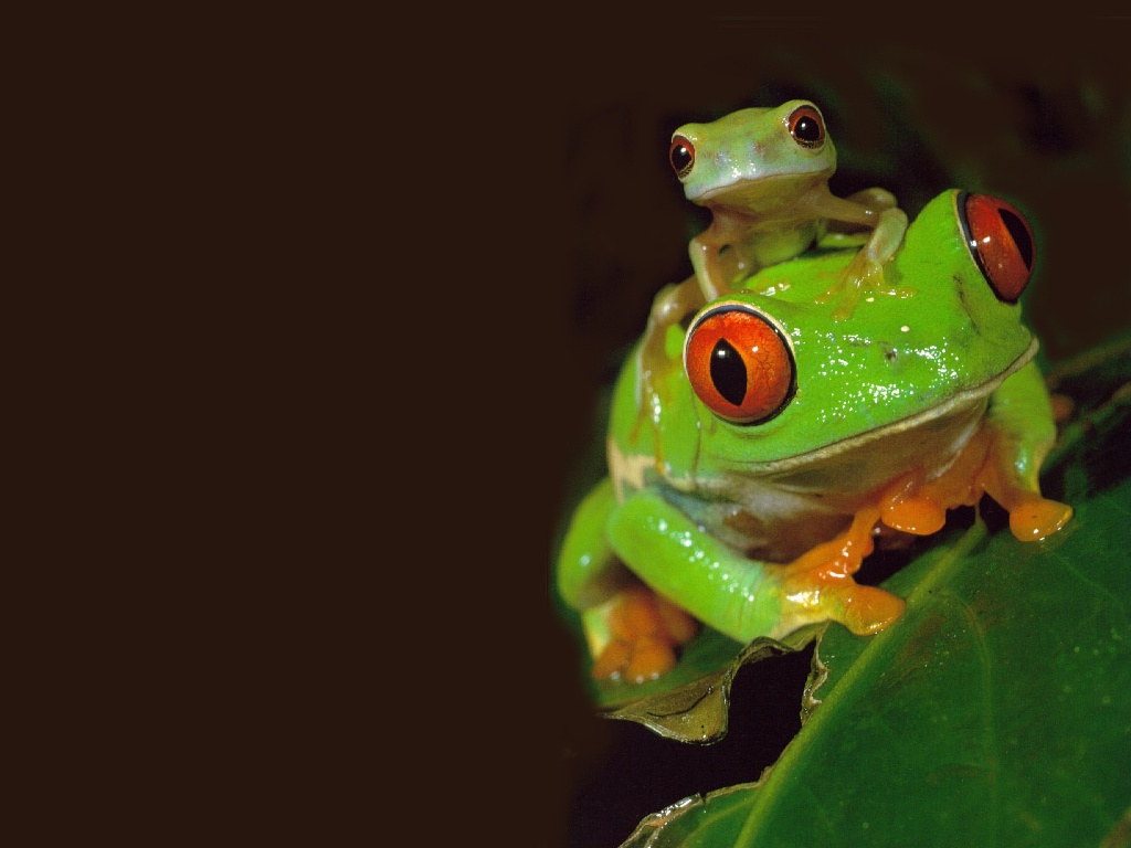 Frogs wallpapers