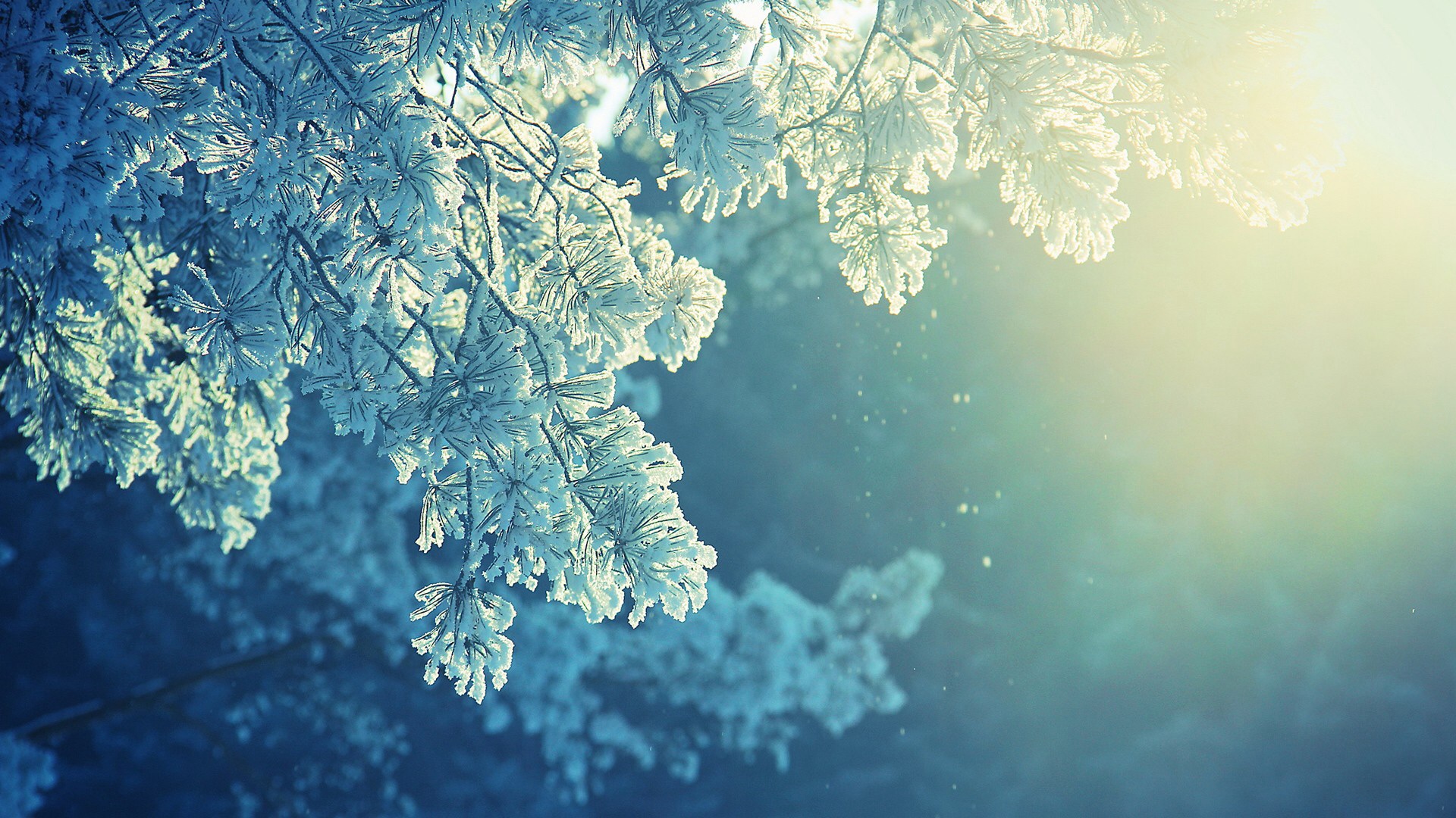 View: Frosted Pine wallpapers and stock photos