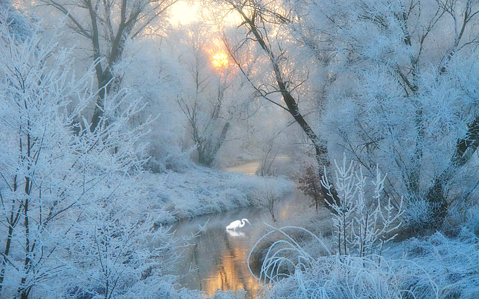 Cold Frosty Dawn wallpaper