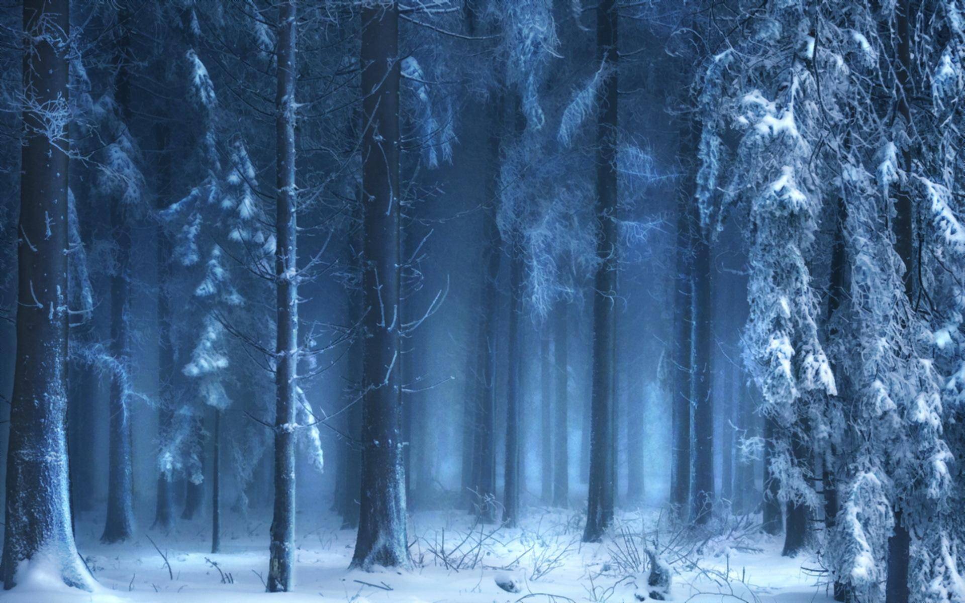 189909 Blue Frozen Forest Wallpaper Hd free image