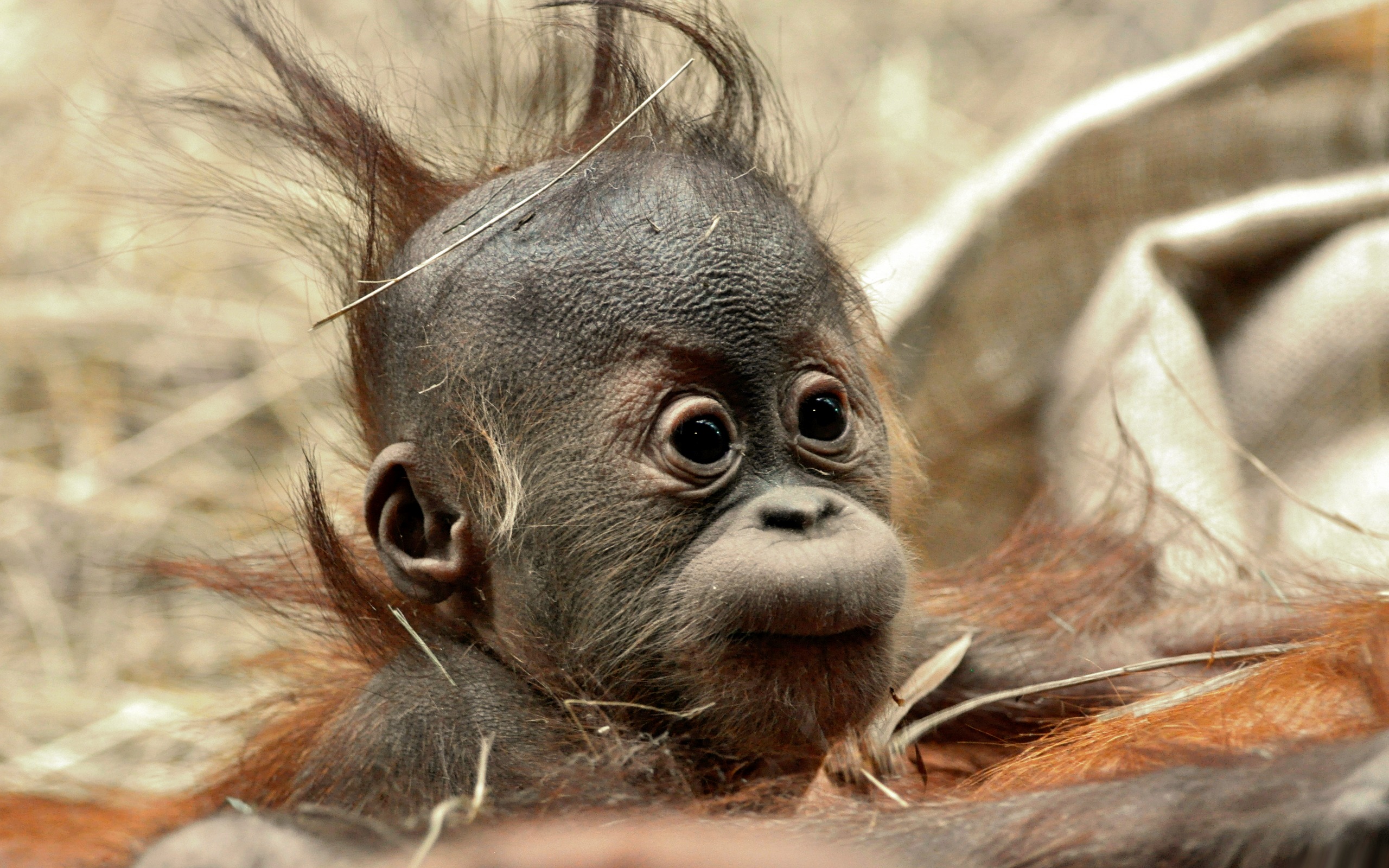 Funny Hair Baby Ape