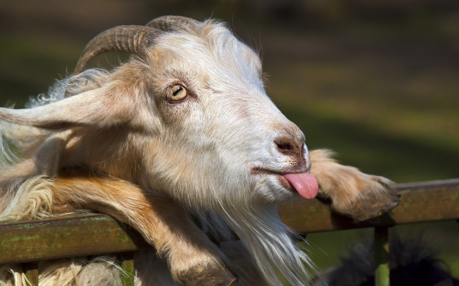 animals goat face tongue humor funny horns fence eyes nose wallpaper