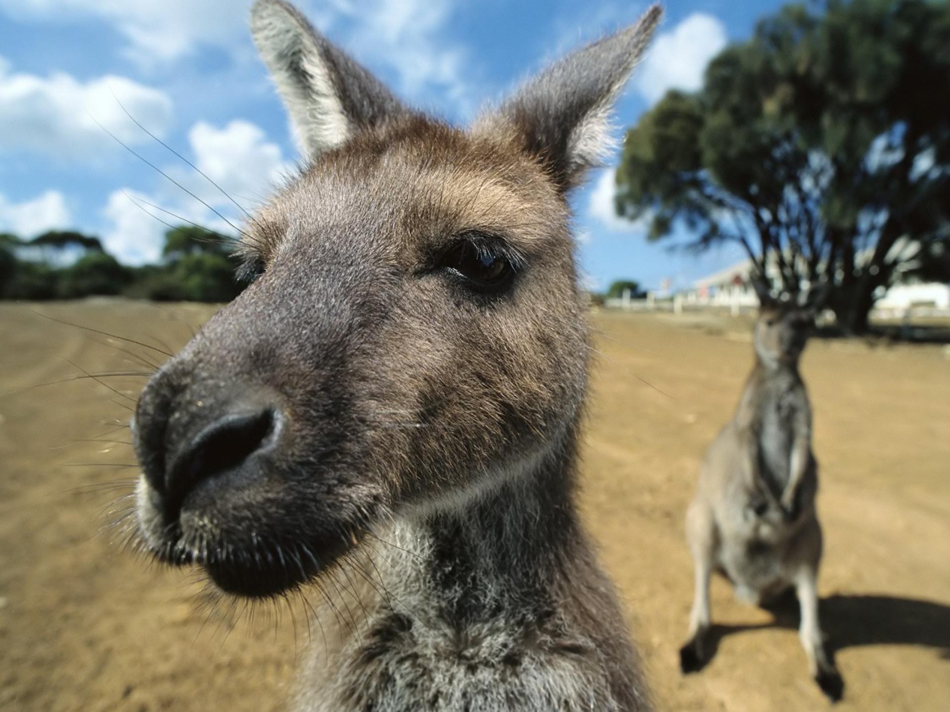 To set this Kangaroo-funny-face-wallpaper as wallpaper background on your Desktop, SmartPhone, Tablet, Laptop, iphone, ipad click above to open in a new ...