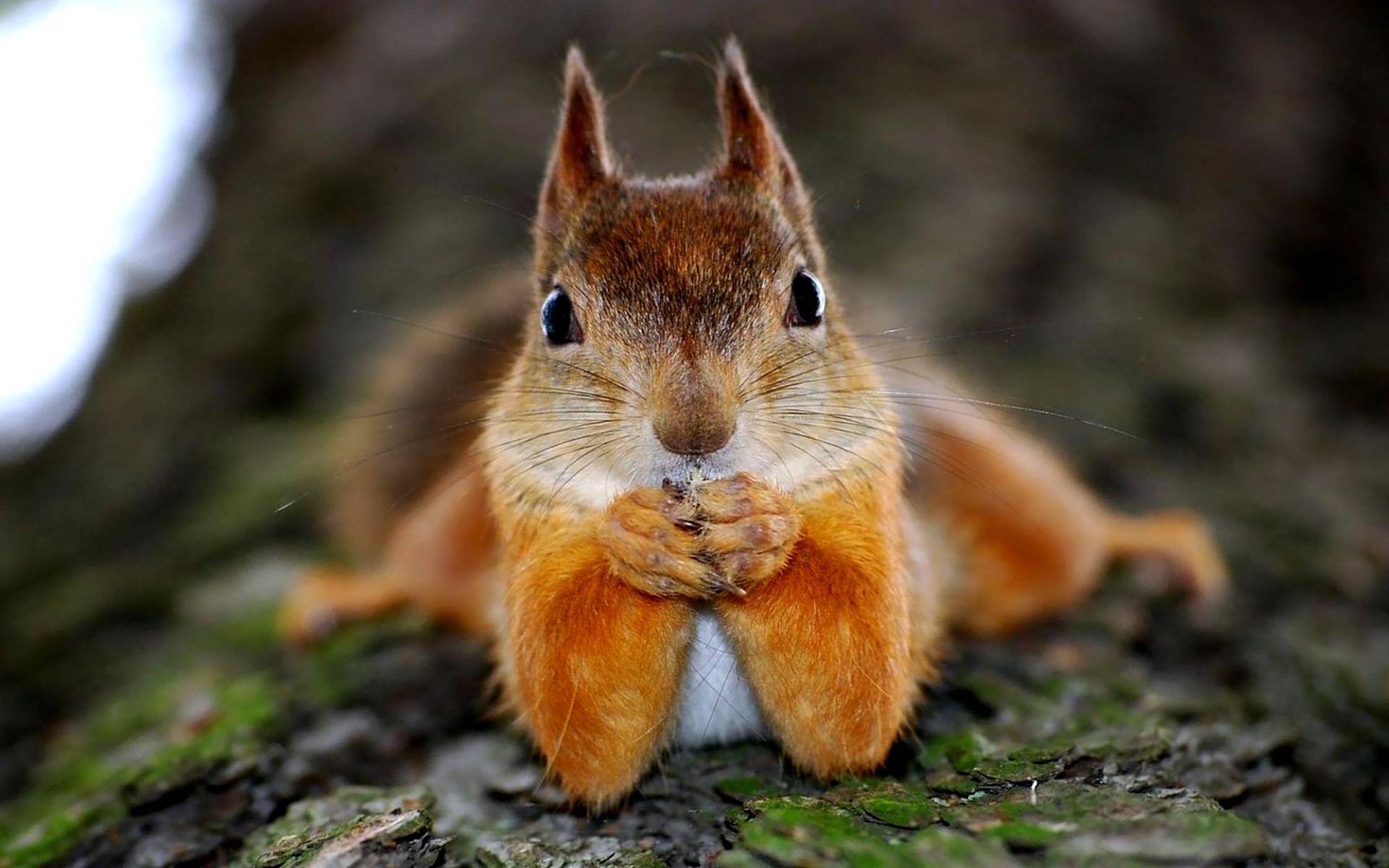 Funny Squirrel Pictures 2 Wallpaper HD