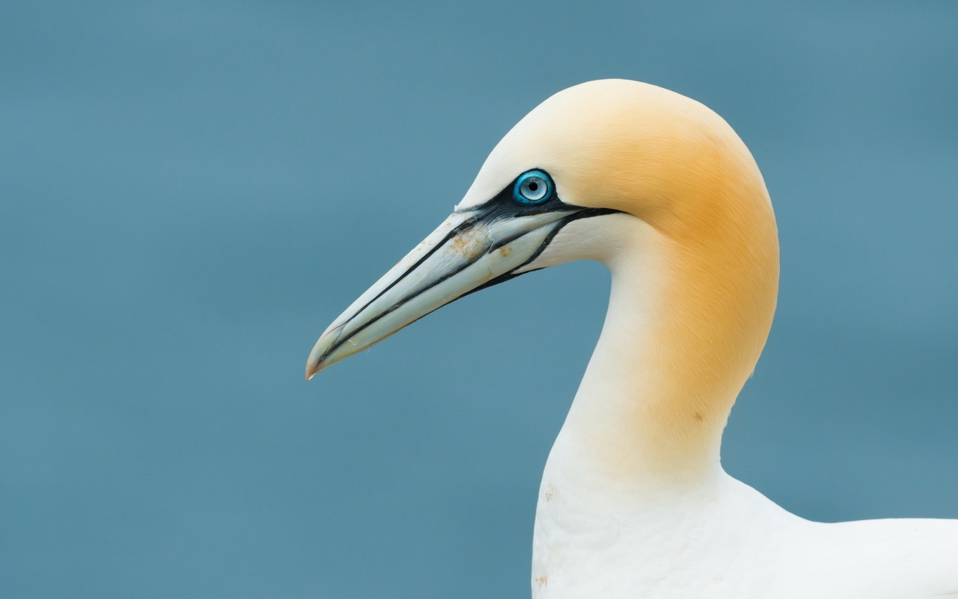 Gannet bird