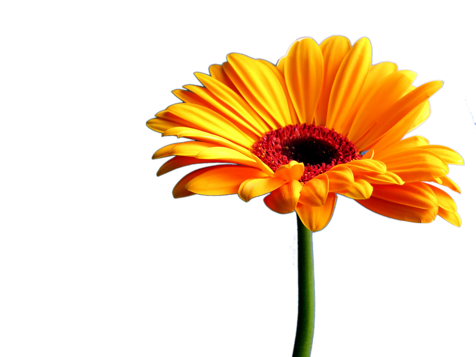 orange gerbera daisy