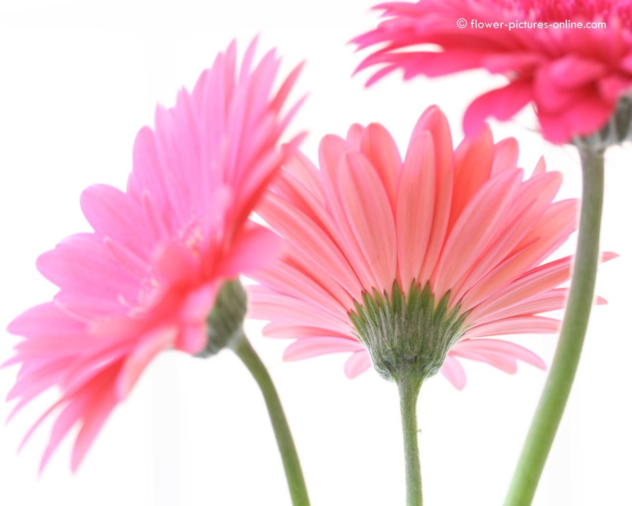 Click to go to Pink Gerber Daisies... The Ladies