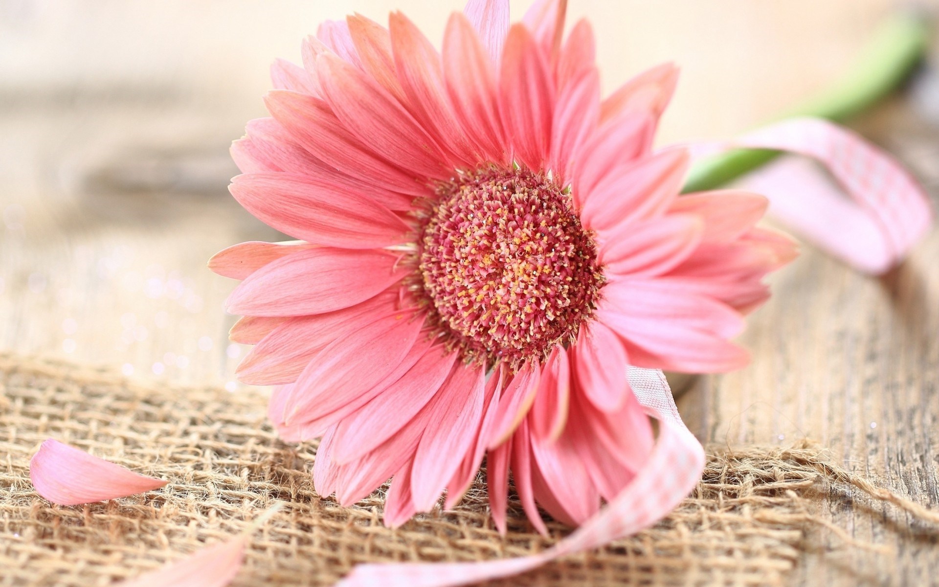 Gerbera Pink Flower Ribbon