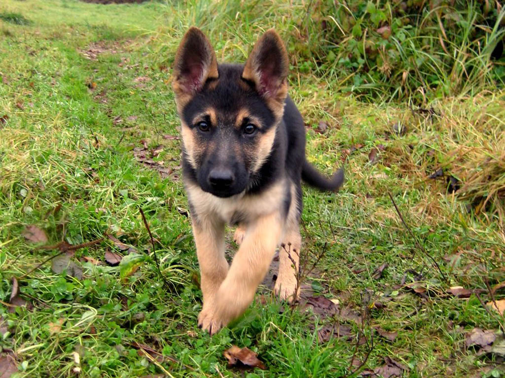Like Father Like Son: German Shepherd #Puppy Playing with Dad is Melting the Internet - Fido4ever