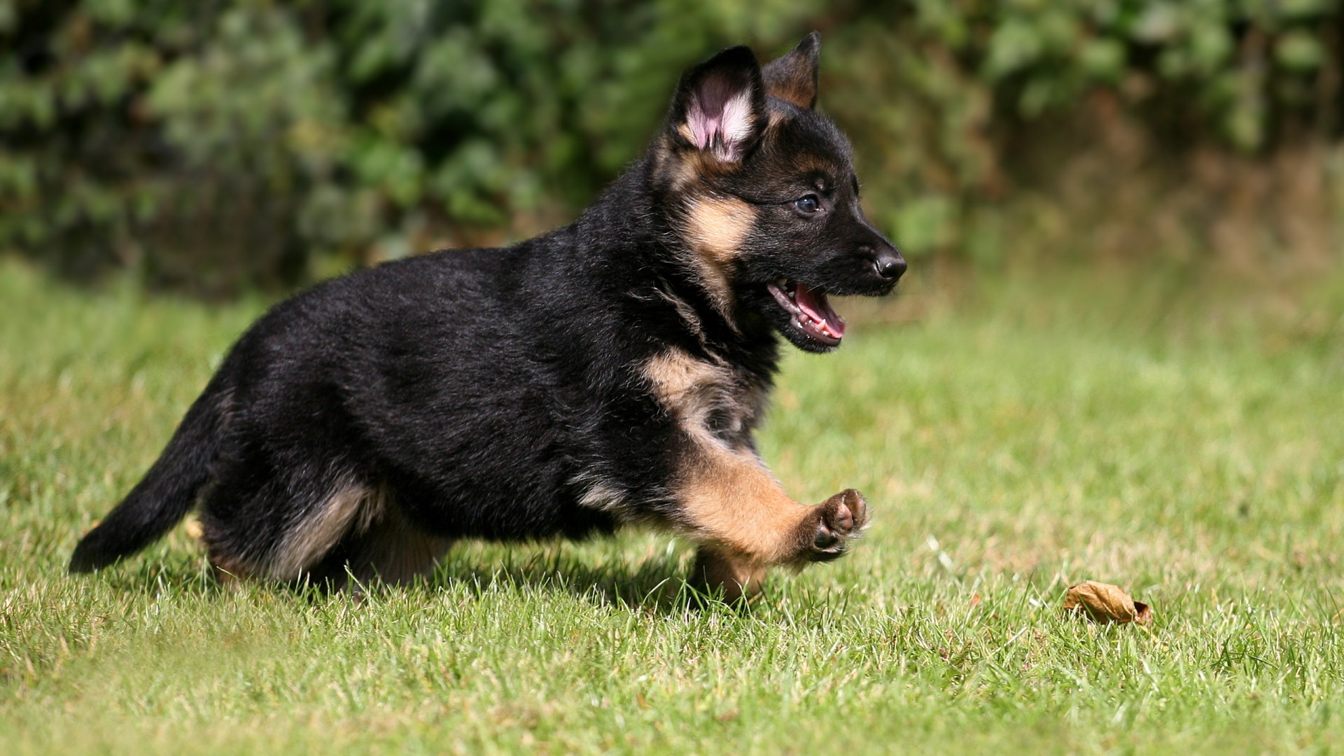 cute german shepherd puppy new wide wallpaper